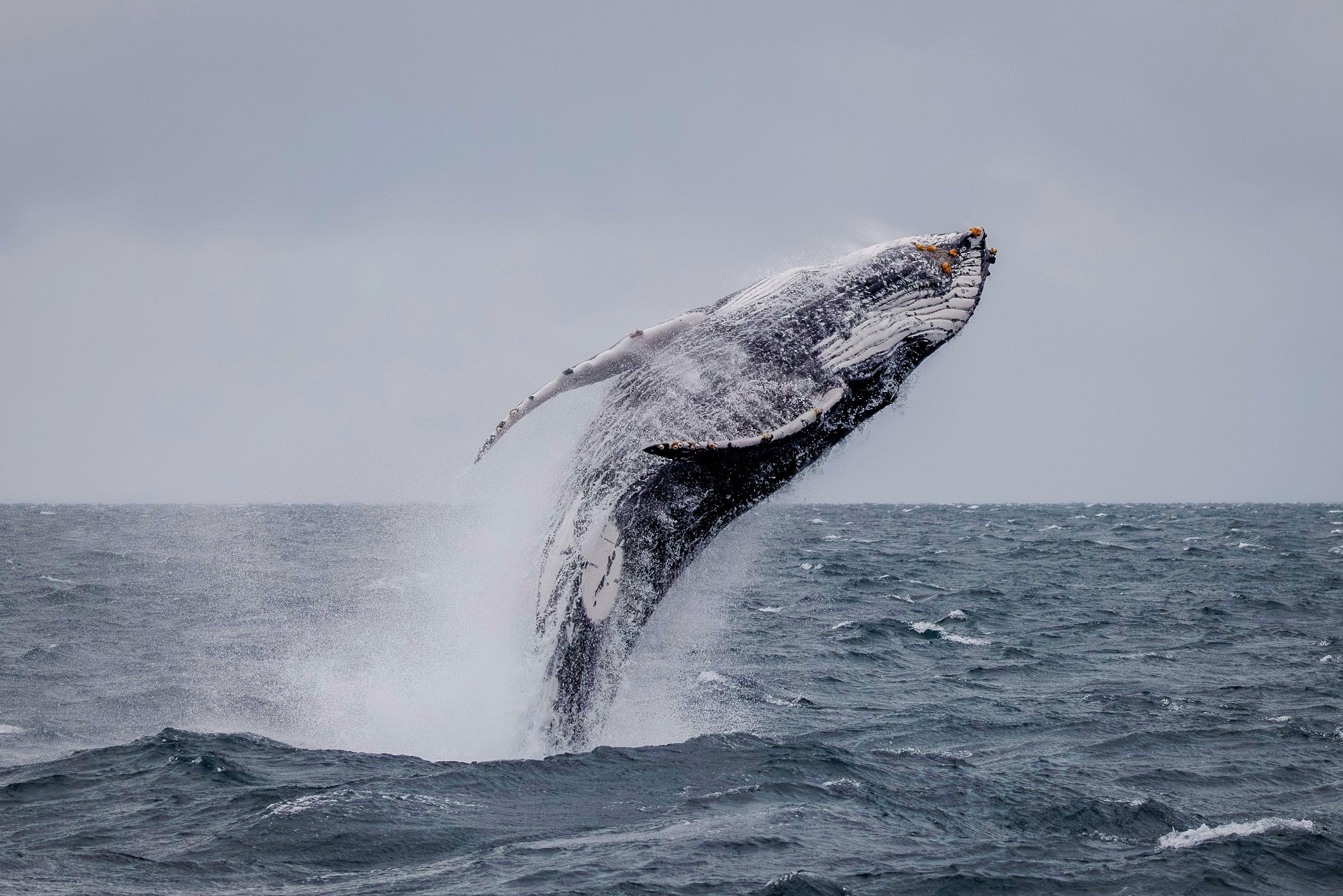 A photo of a humbpack whale breaching out of the ocean. the whale is almost entirely out of the water with the underside showing to the camera.