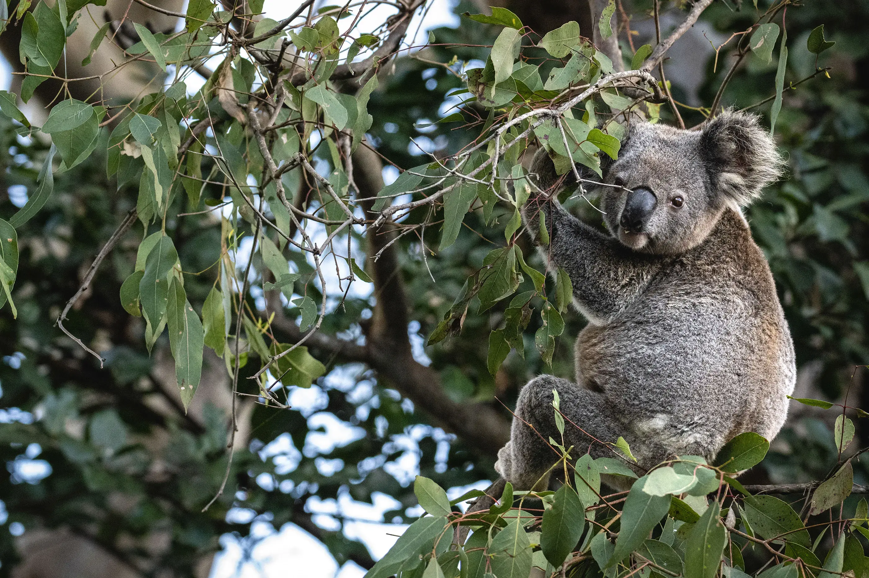 A koala looks out towards the camera in an Eucalypt near Lismore, NSW. © WWF-US / Franck Gazzola