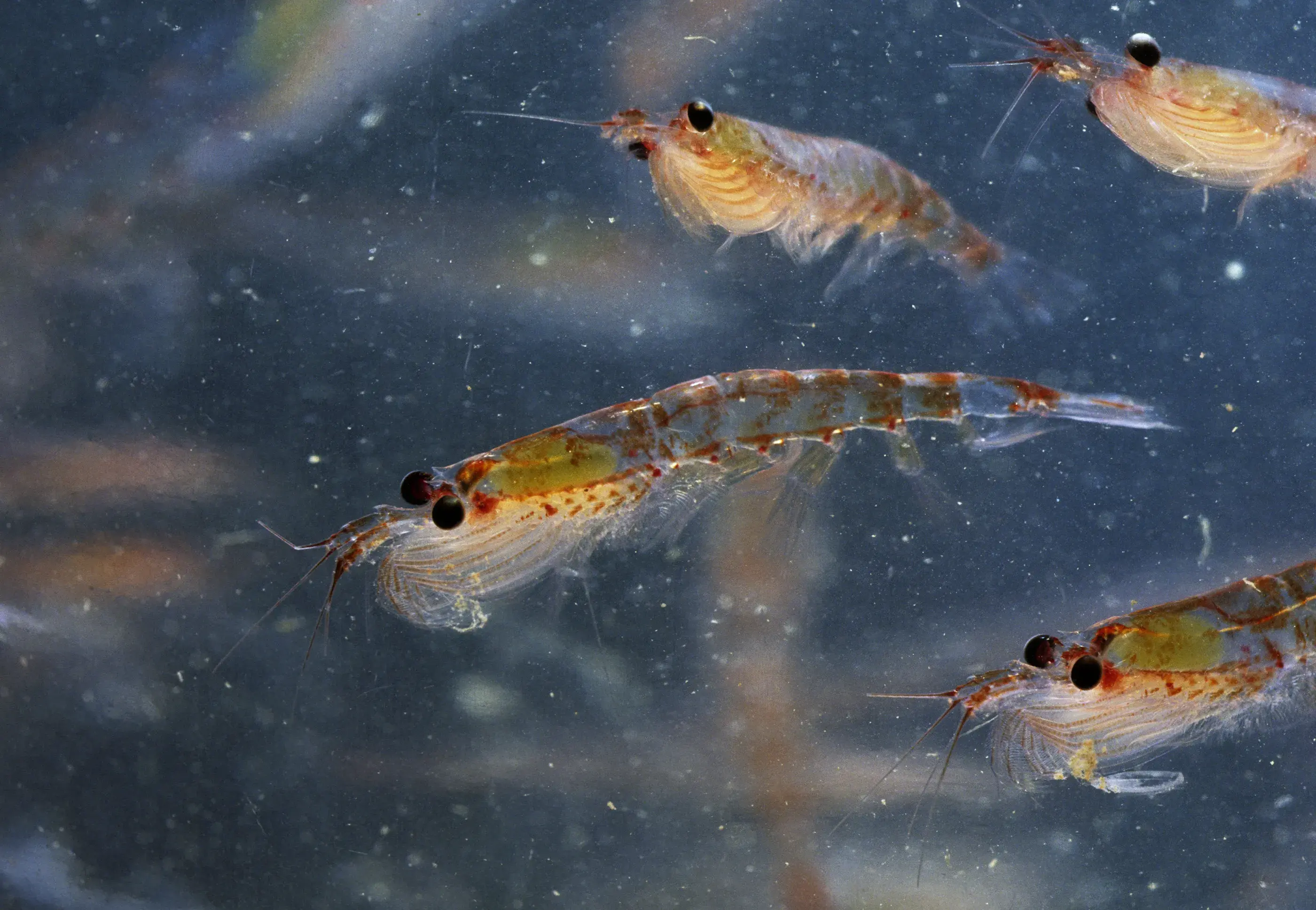 A close up underwater image of krill