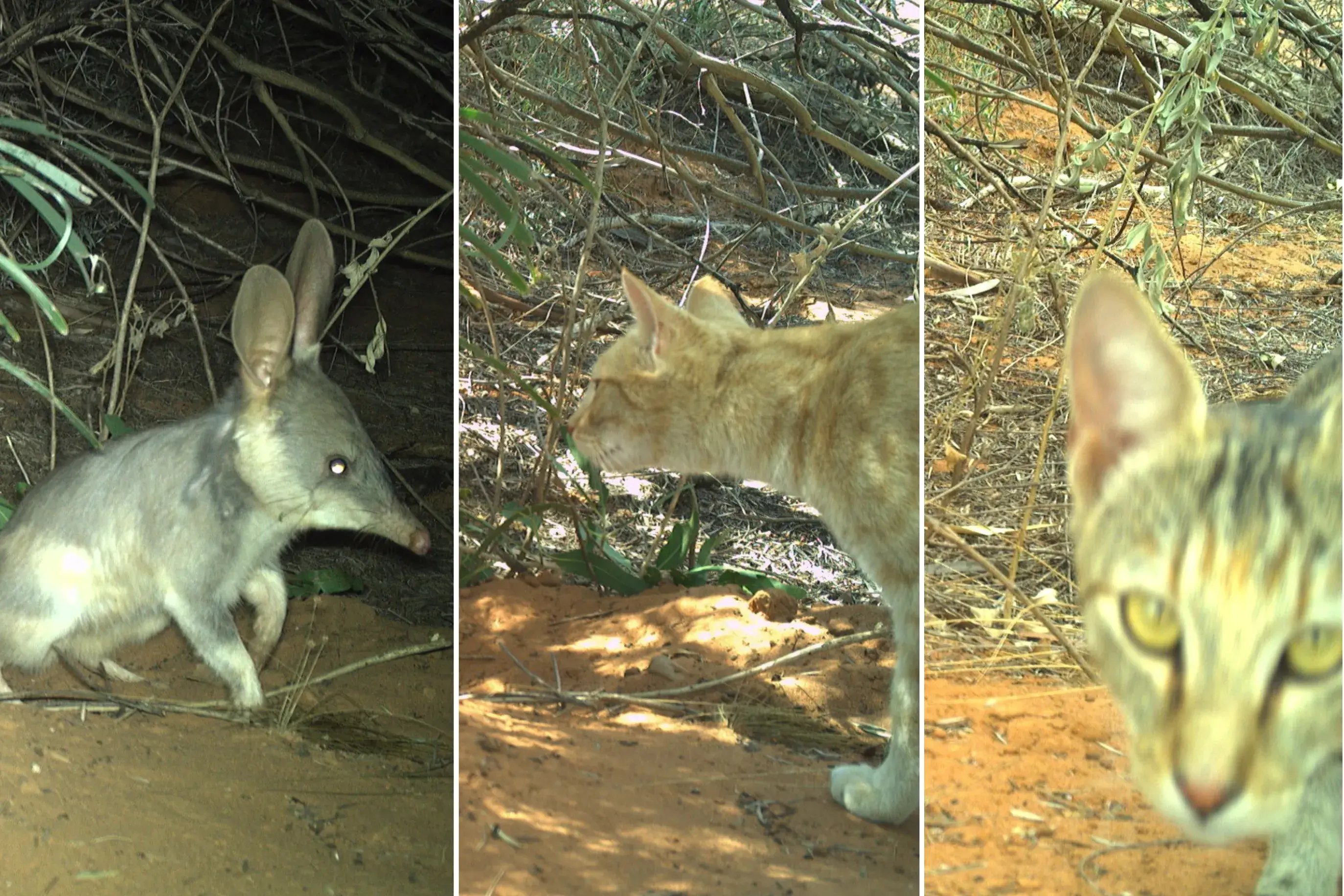 A composite photo of trail camera images of the same bilby burrow. Left image shows a close up of a bilby, the centre and right images feature a striped feral cat that appears to be stalking the native bilbies.