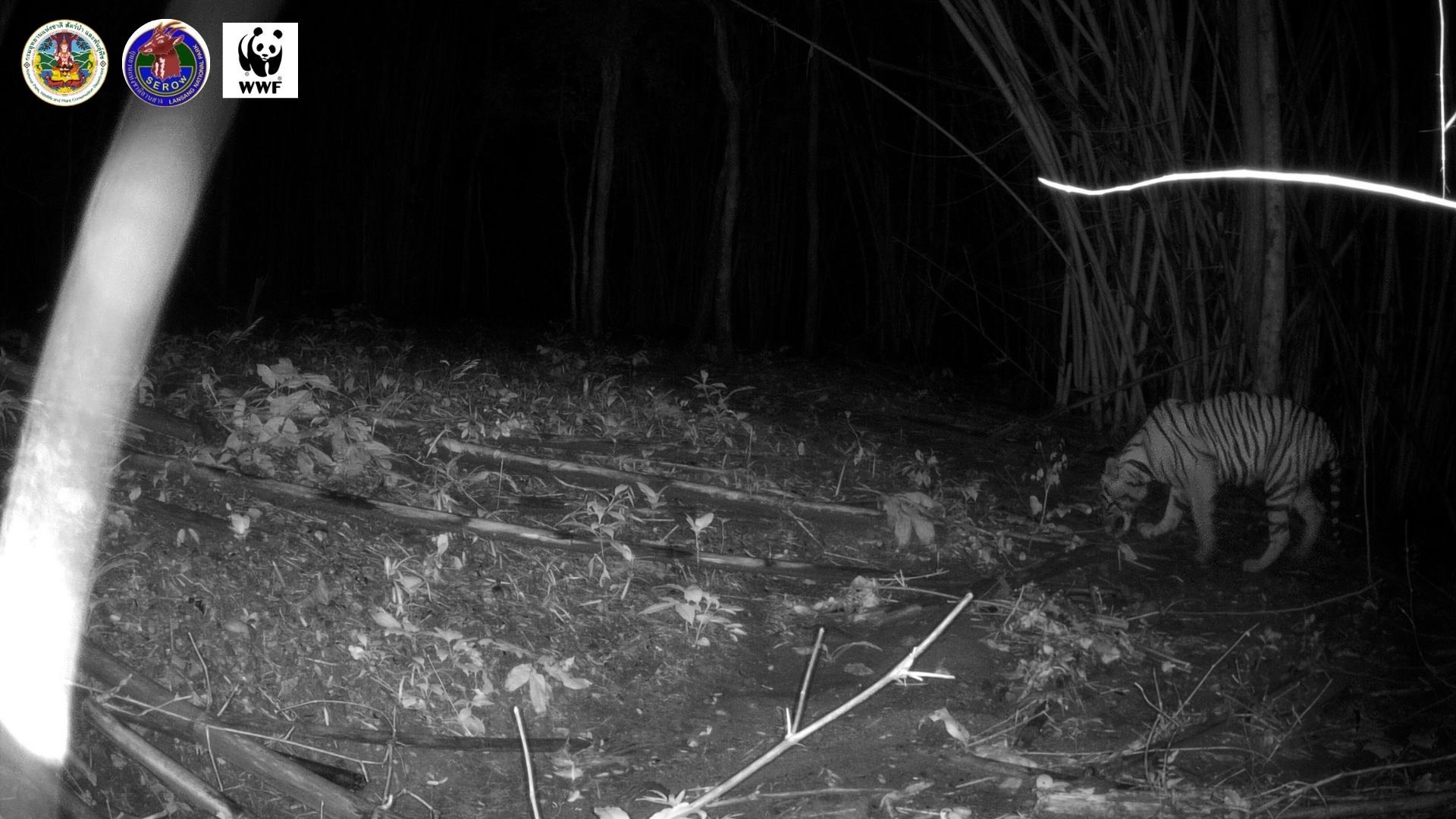 A black and white image from a wildlife monitoring camera shows a tiger walking through a forest in Lan Sang National Park, Thailand. © DNP / WWF-Thailand
