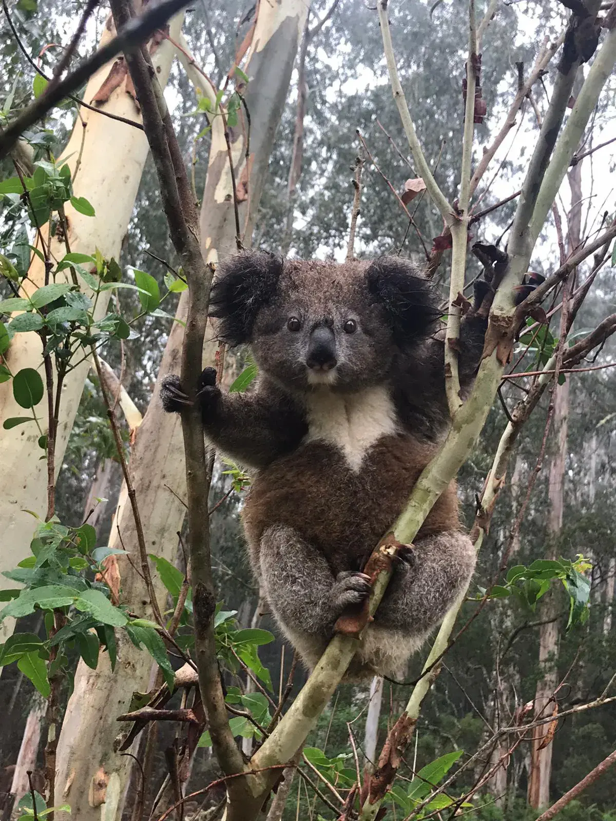A close up image of a young koala in a small tree within a native forest landscape, Dorrigo Plateau. The koala is in the centre of the frame looking directly at the camera. © Jenni Schneider