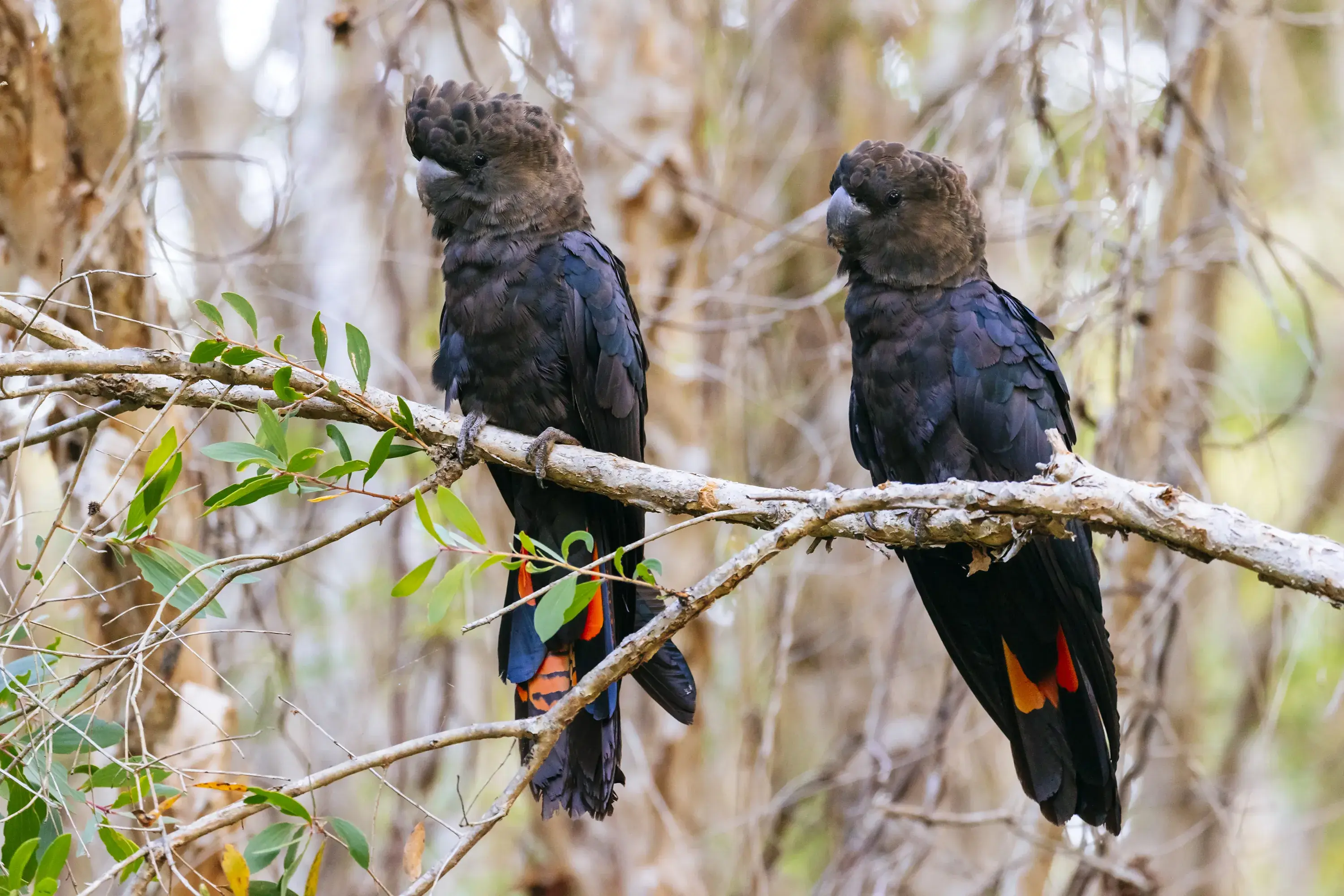 A pair of glossy black cockatoos (Calyptorhynchus lathami) perched in a tree in a suburban neighborhood, Sunrise Beach, Australia