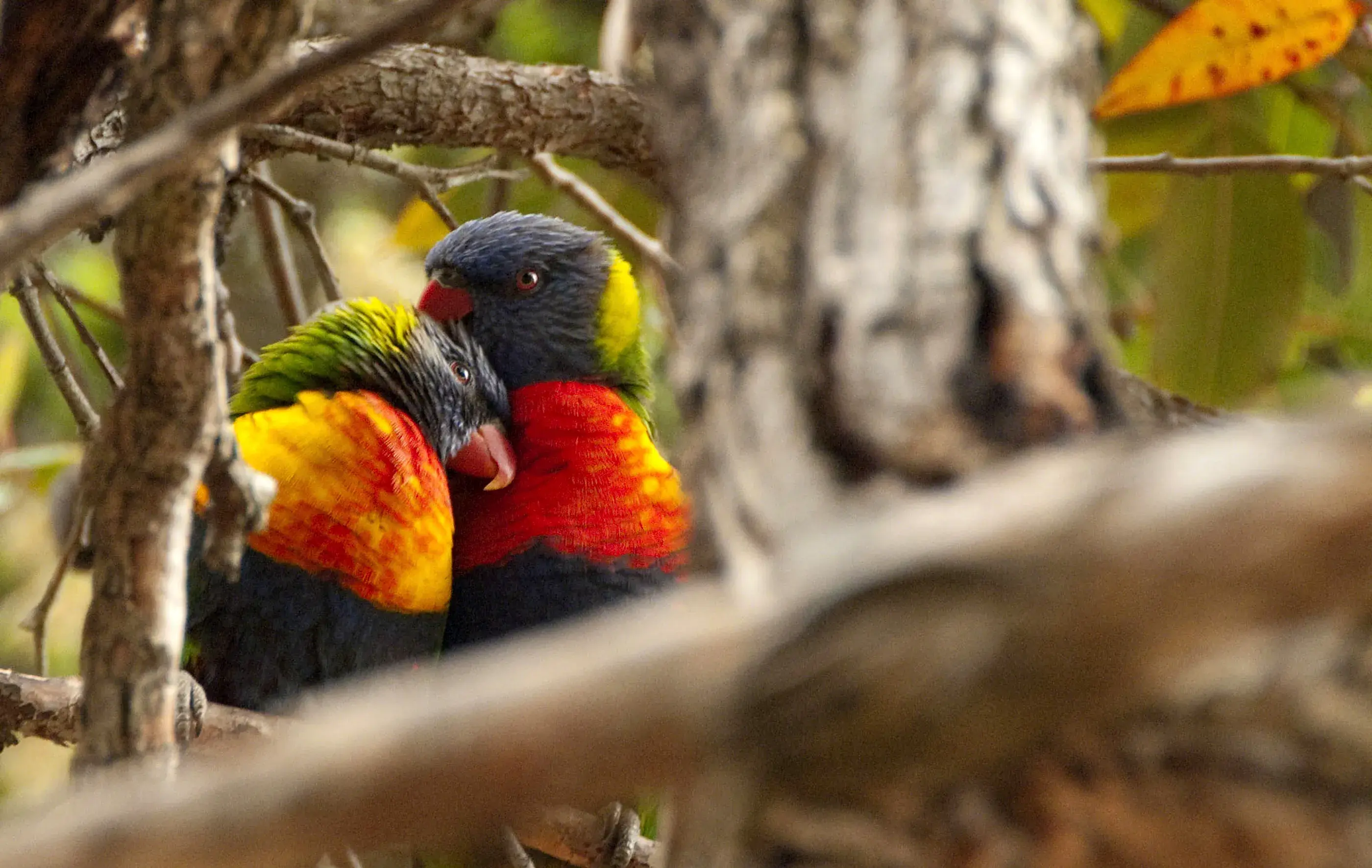 Two rainbow lorikeets snuggle up amongst brown tree branches. the birds are brightly rainbow coloured.