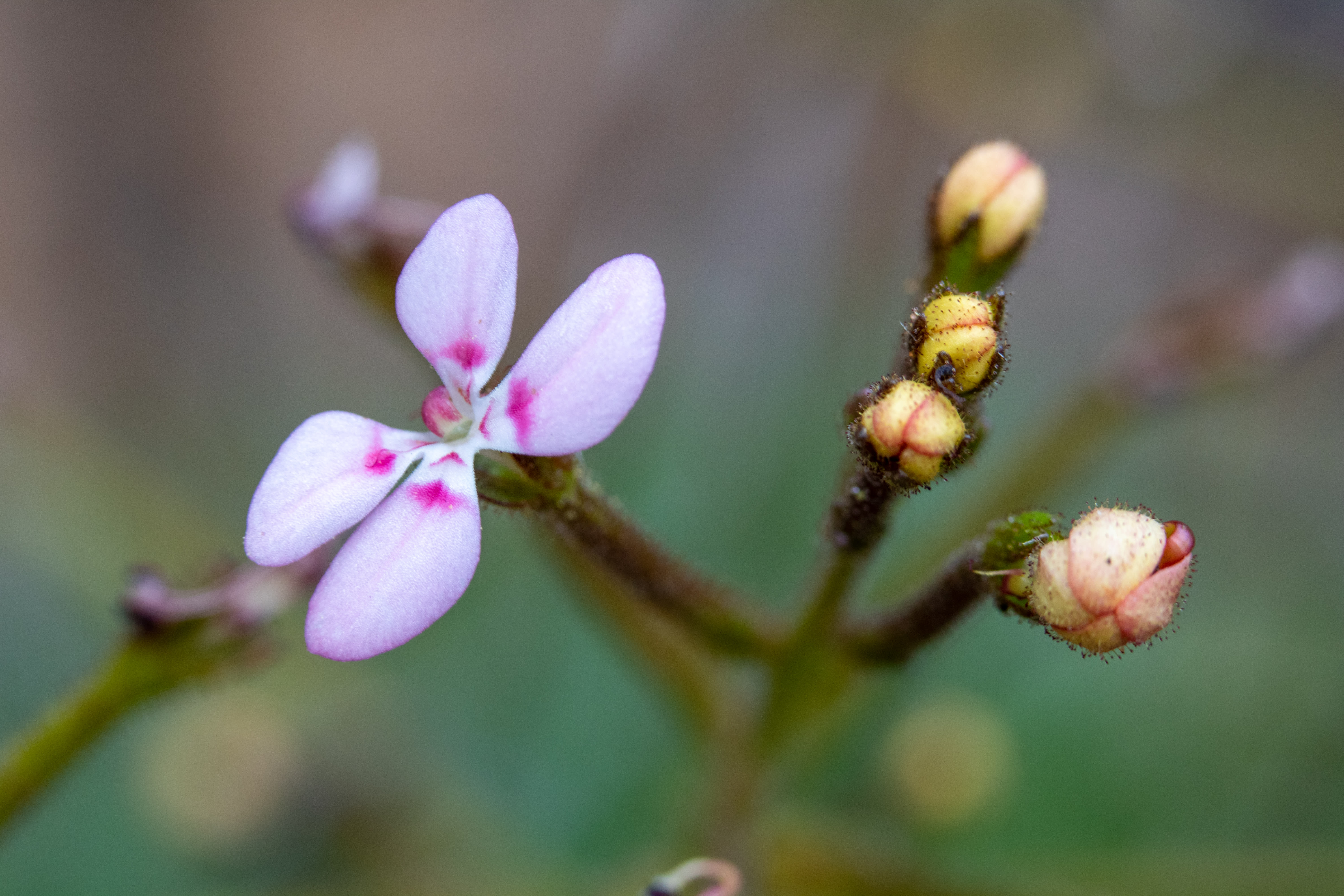 Stylidium amabile