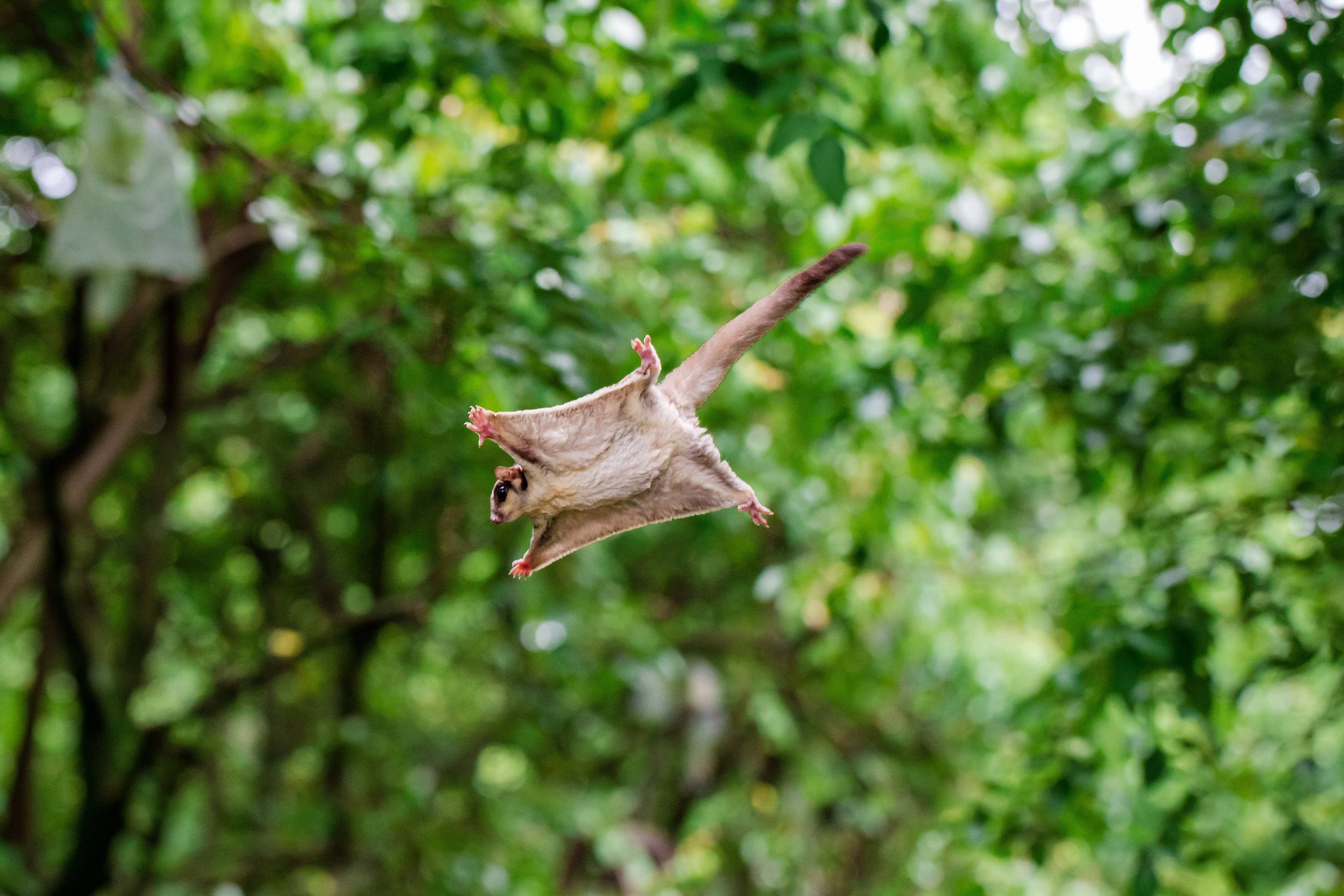 Img_Sugar Glider_treetops