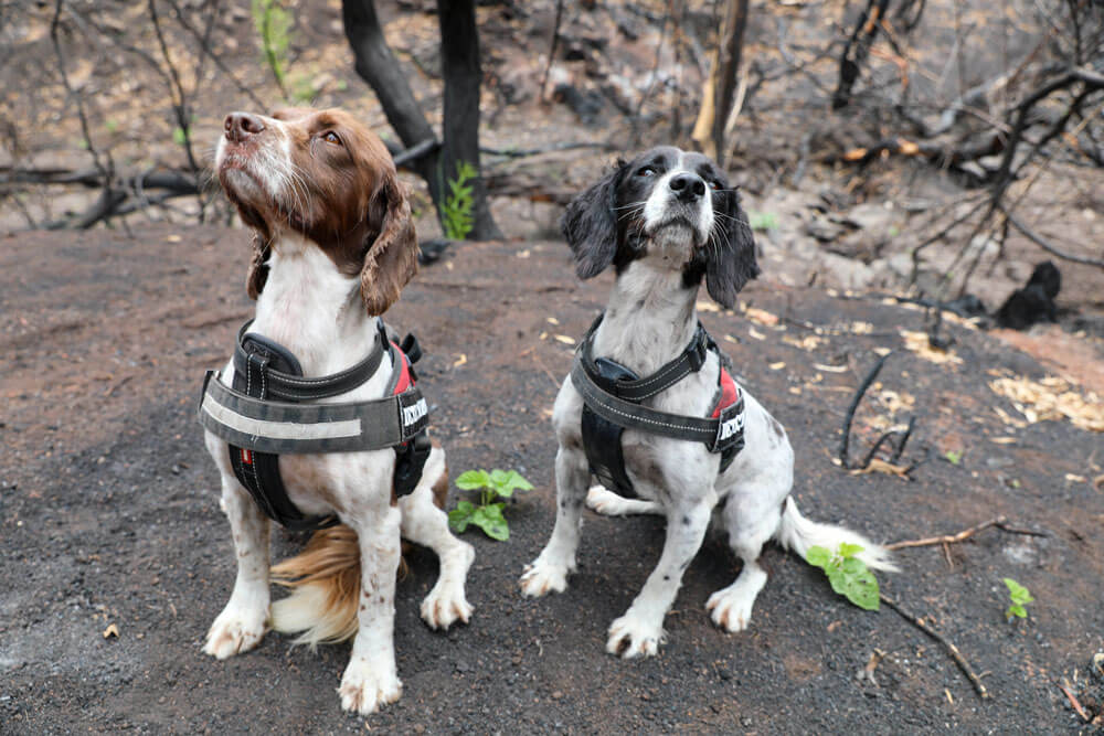 Detection dogs Taz (liver and white) and her cousin Missy (black and white) from OWAD Environment.