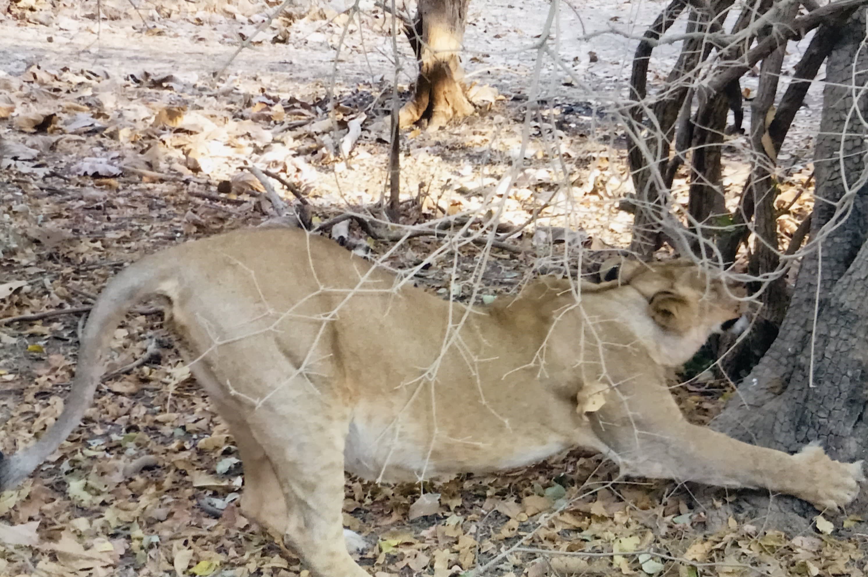 The lioness sharpening her front claws