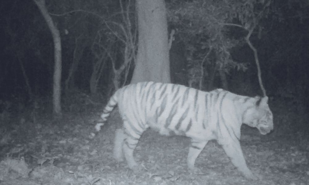 Tigress caught on camera