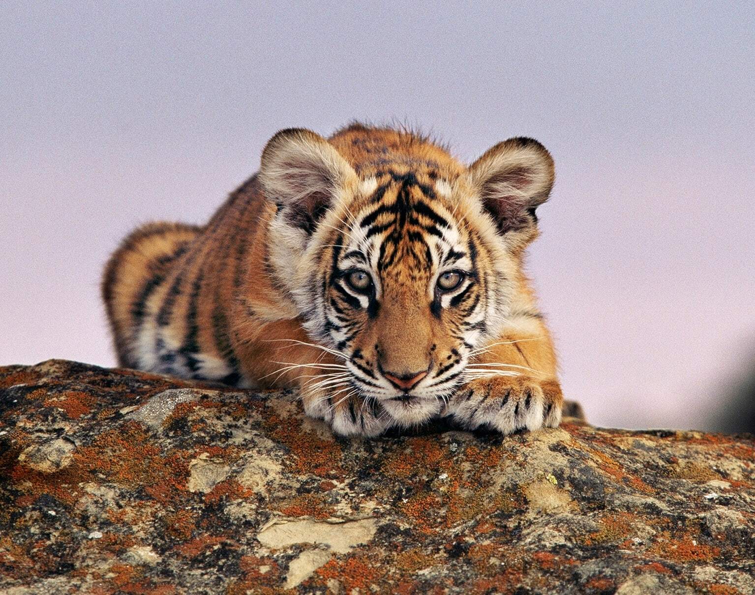 Young tiger crouching and looking at camera