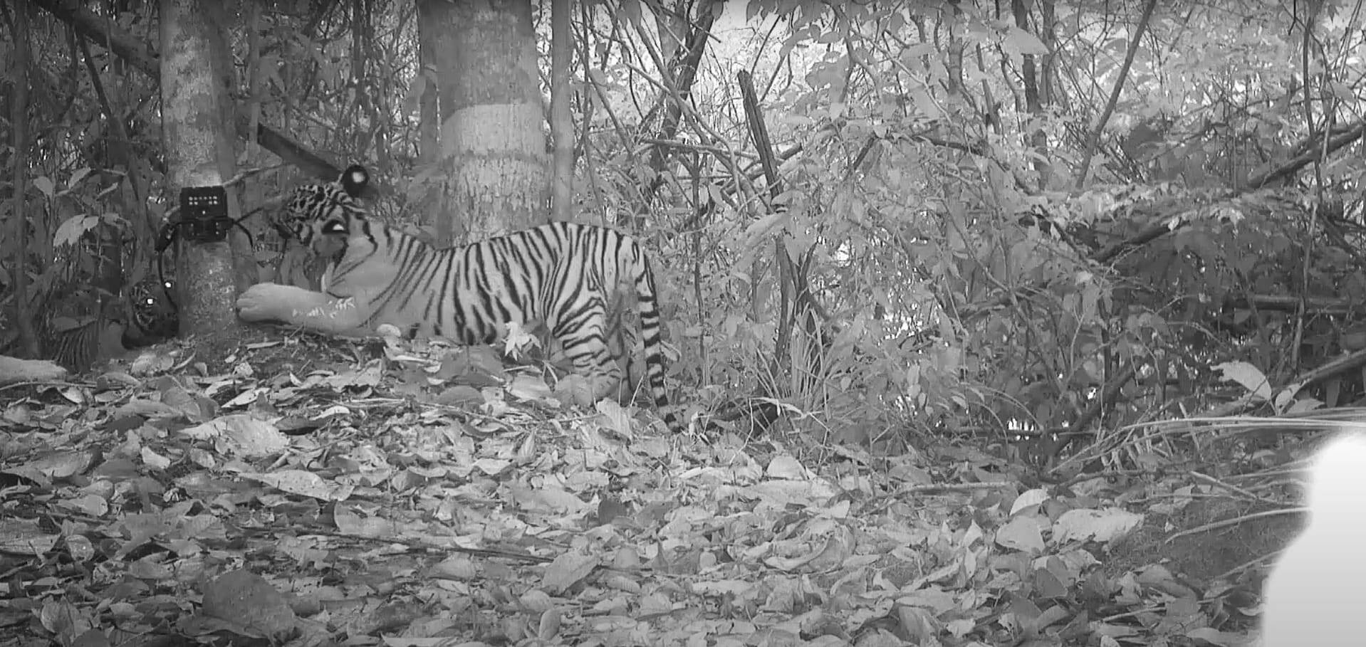 img_tiger_cubs_camera_sensor