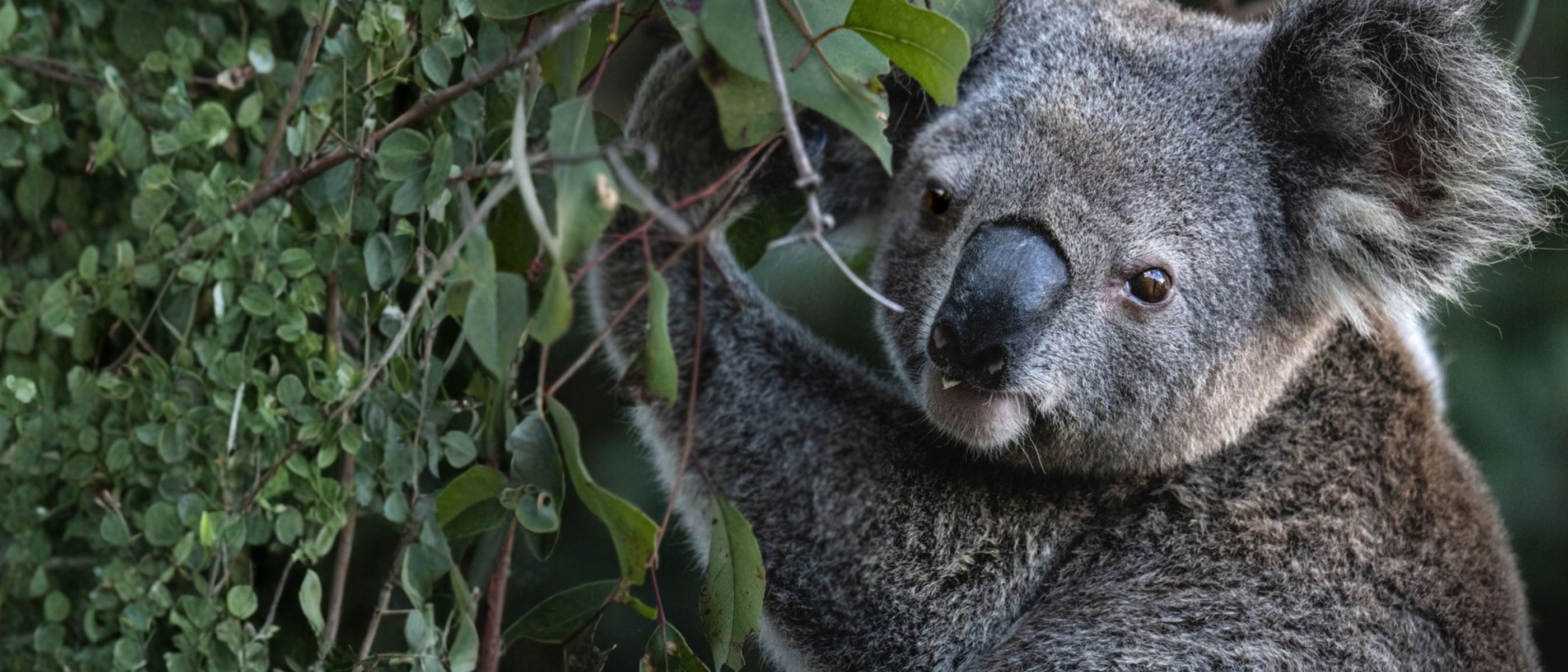 A close up image of a koala facing the camera while clinging to a eucalypt tree. There are green eucalypt leaves on the left side of the image and the koala on the right.