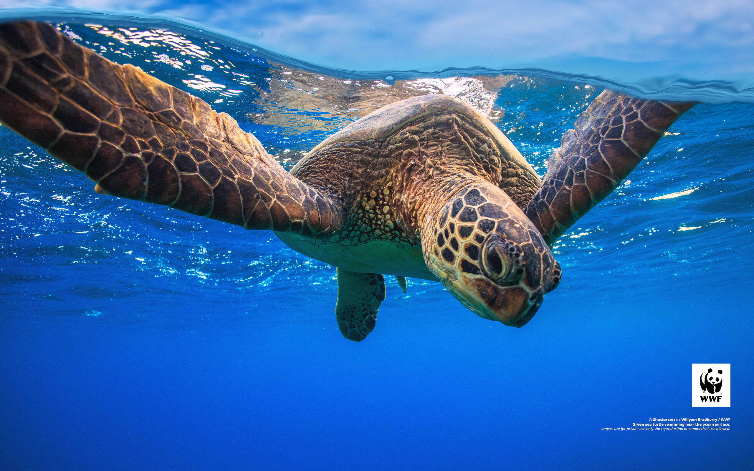 Green sea turtle