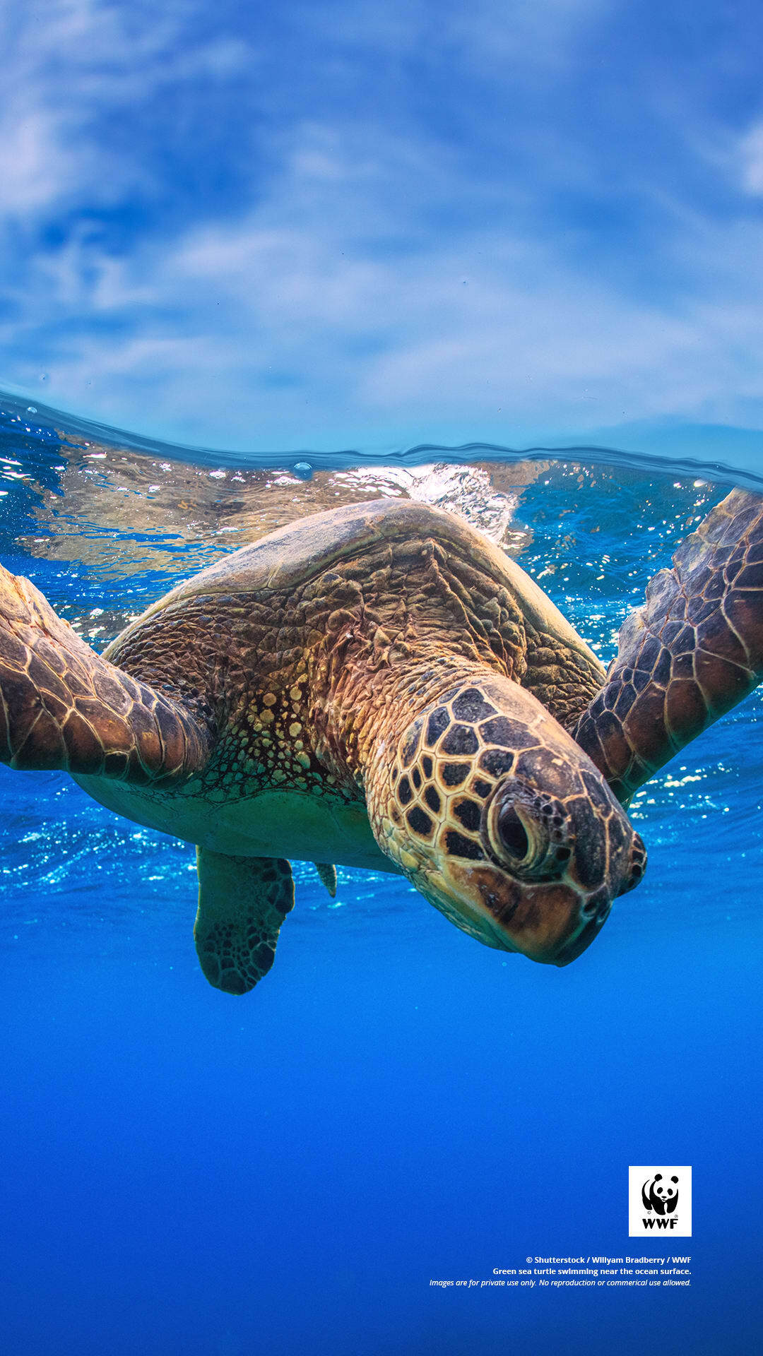 Green sea turtle