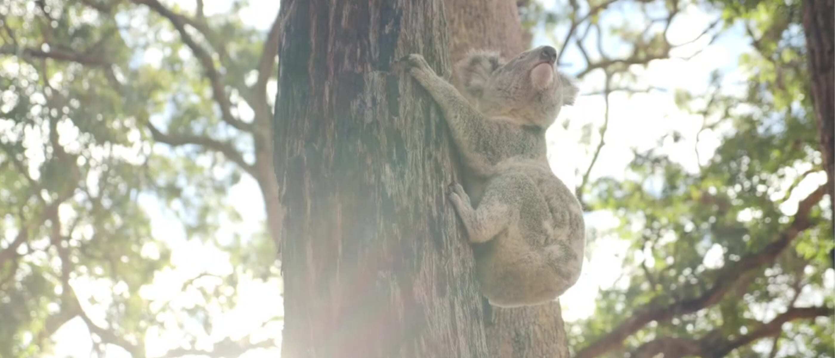 Koala in a tree
