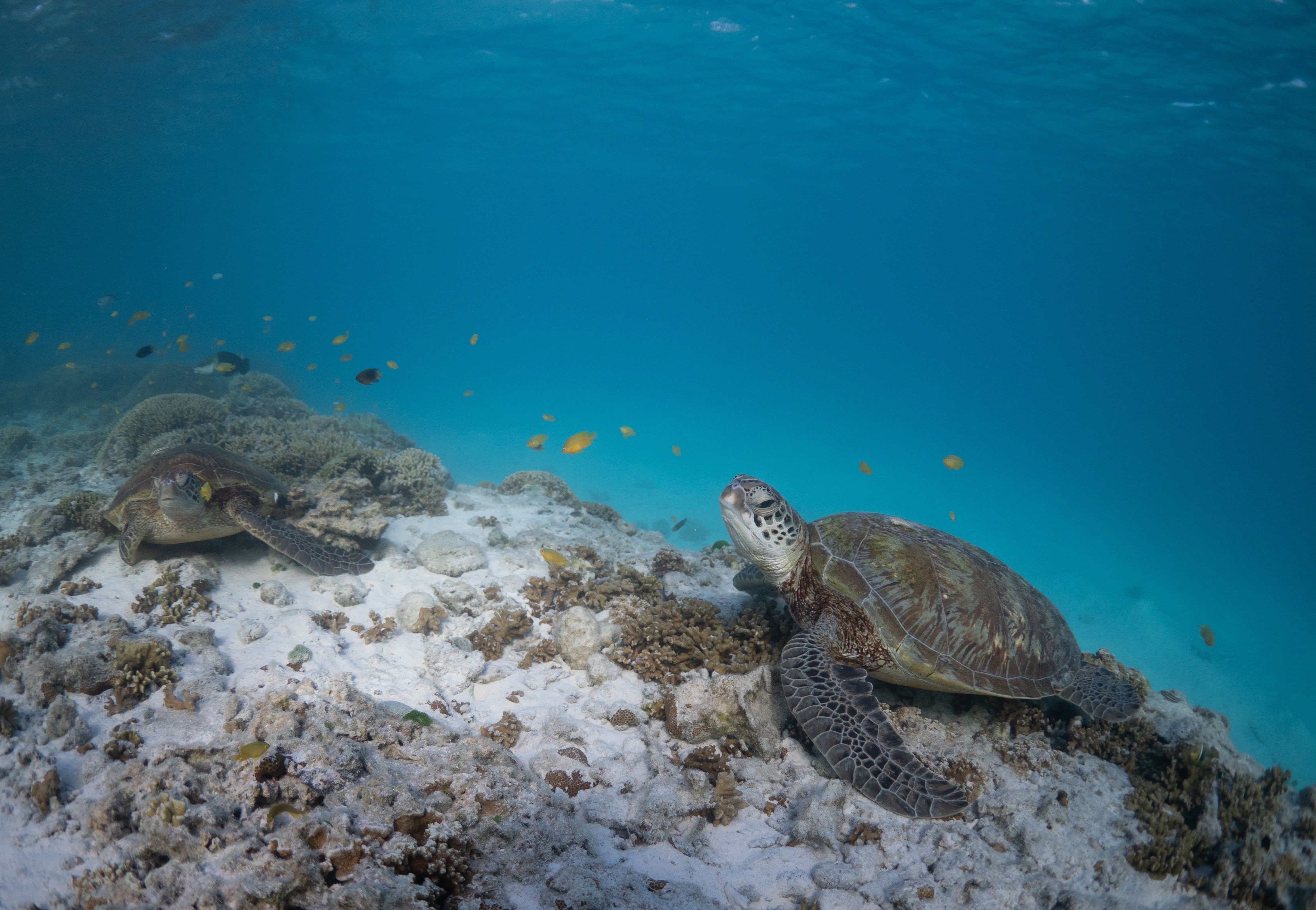 Two turtles rest in the waters surrounding Heron Island