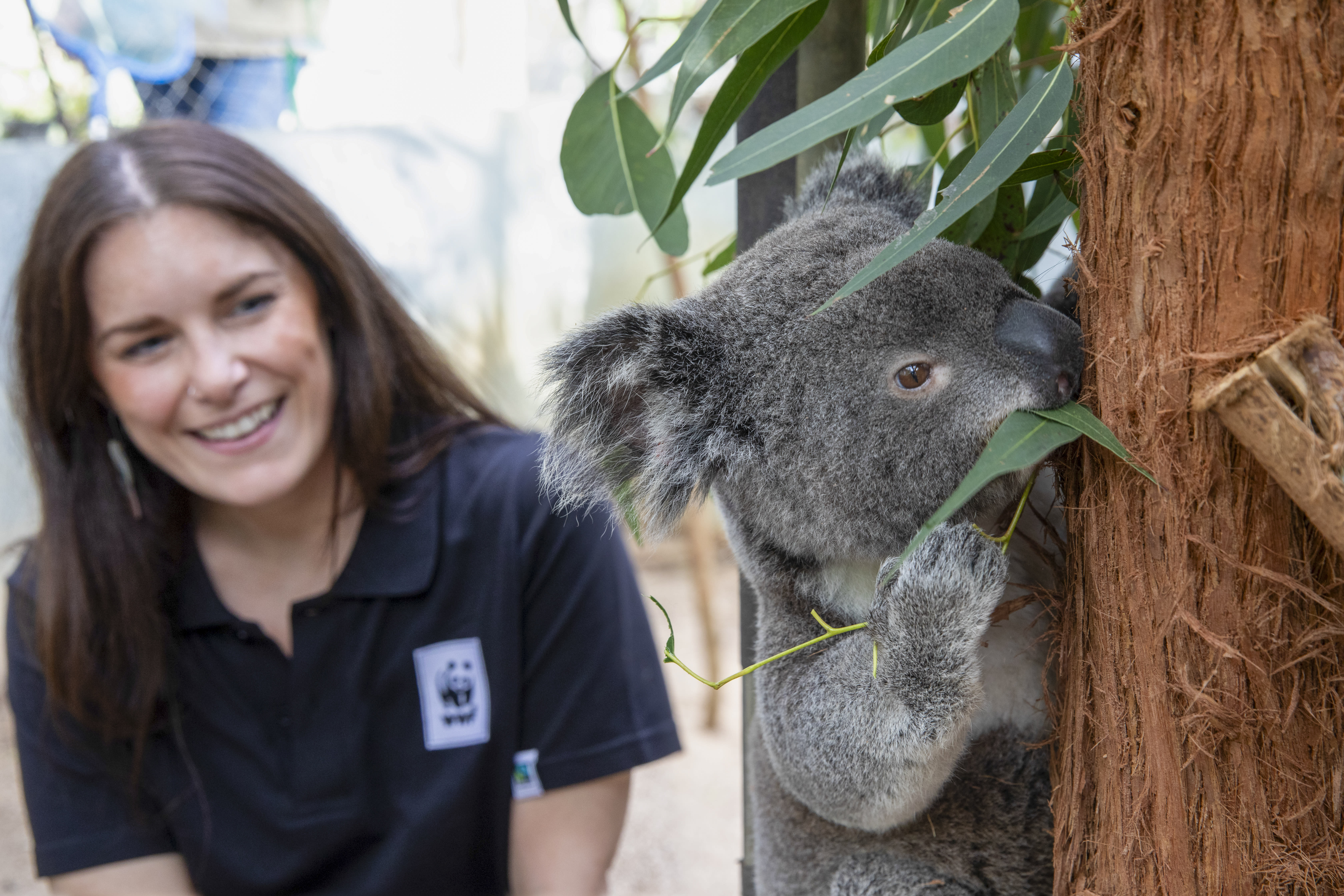 Senior Manager Impact Partnerships Kathryn Birch with a rescued koala at Friends of the Koala, NSW