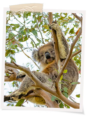 koala_asset