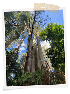 trees_asset