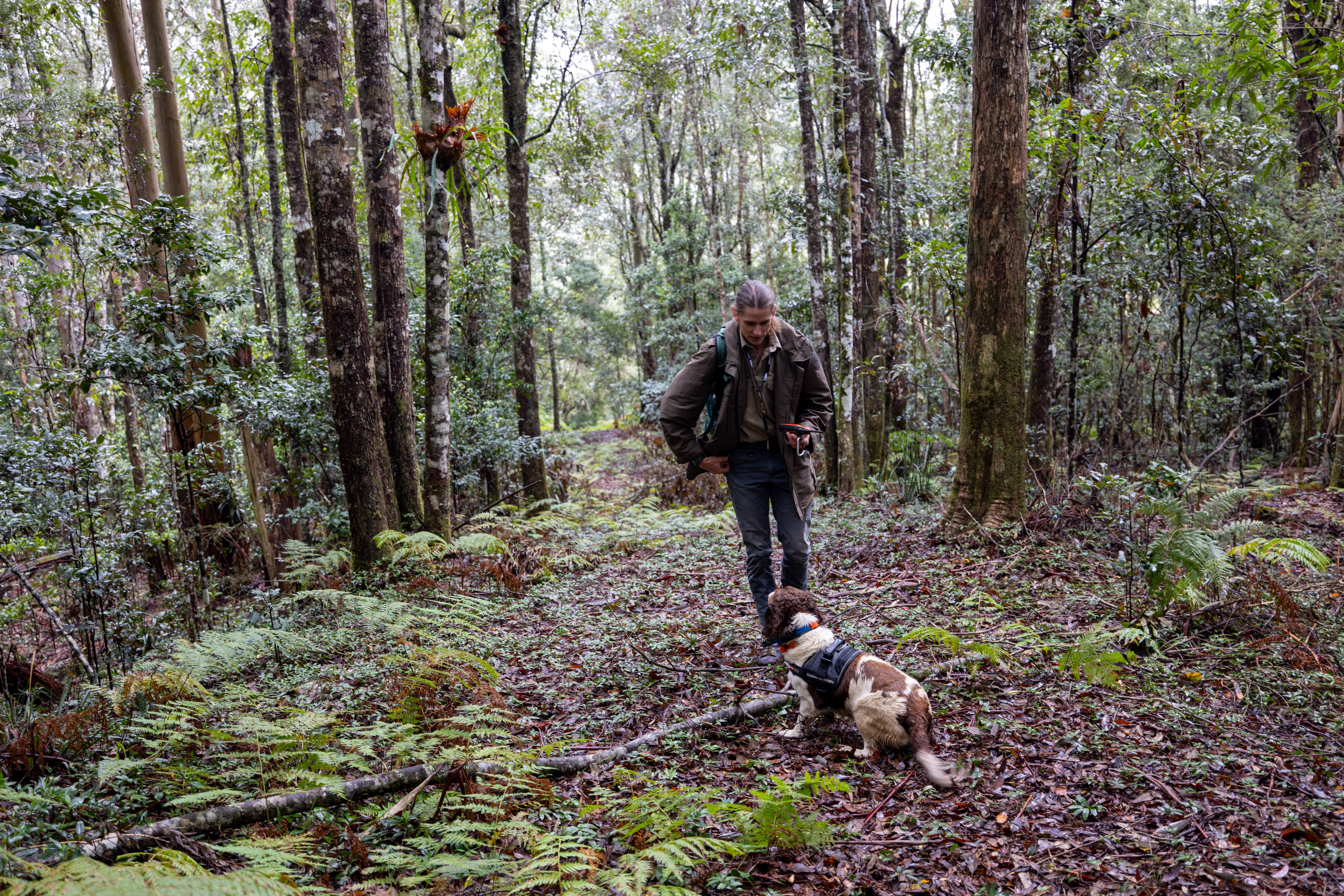 Jack Nesbitt and springer spaniel Max from Canines for Wildlife hunt for koala scat in Dorrigo, NSW