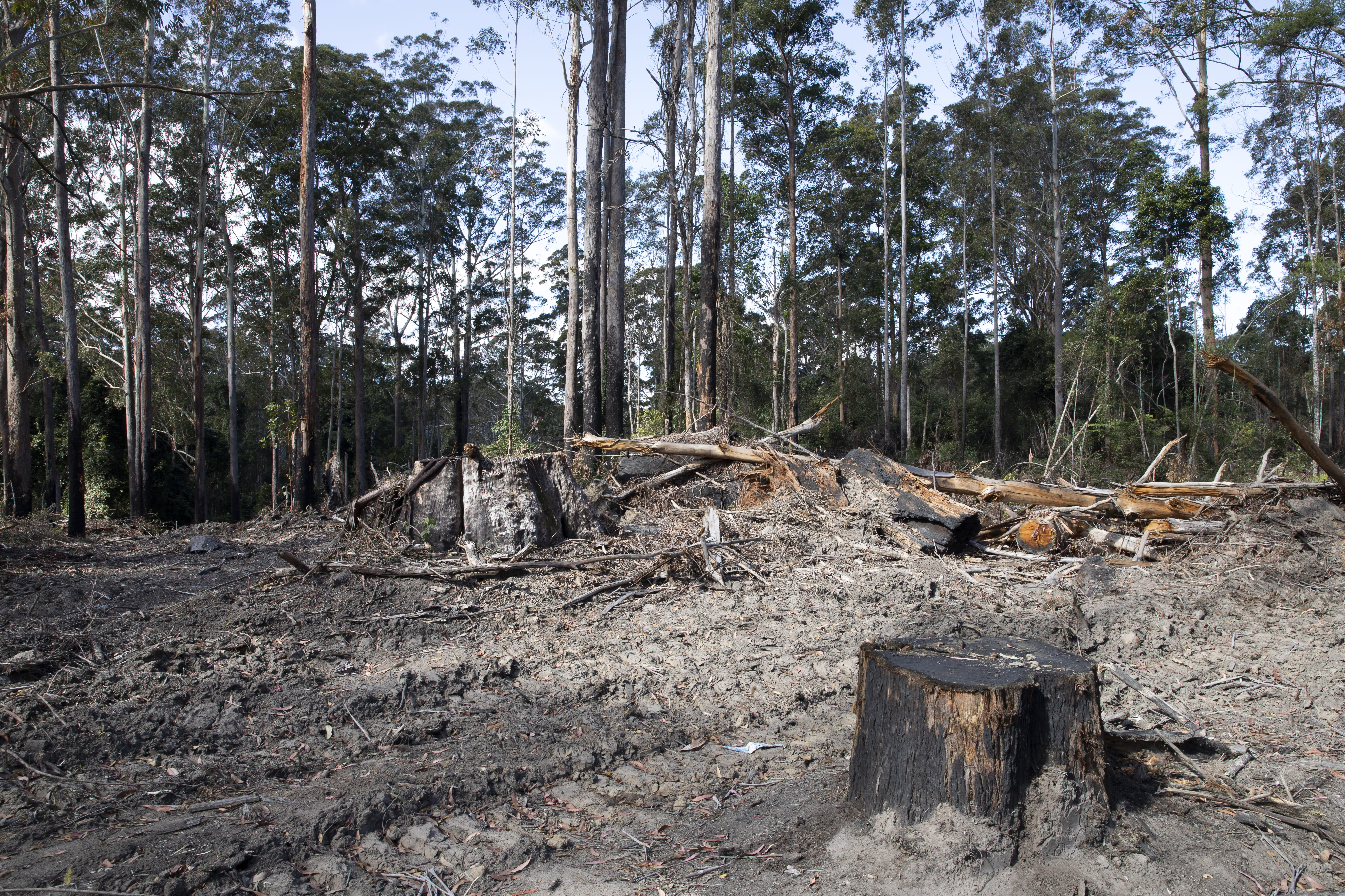 A charred tree stump sits among churned-up, grey earth with tyre marks running through it. Behind it are more felled and burned logs. In the background stands tall trees who were spared from logging, though those too are partially burned.
