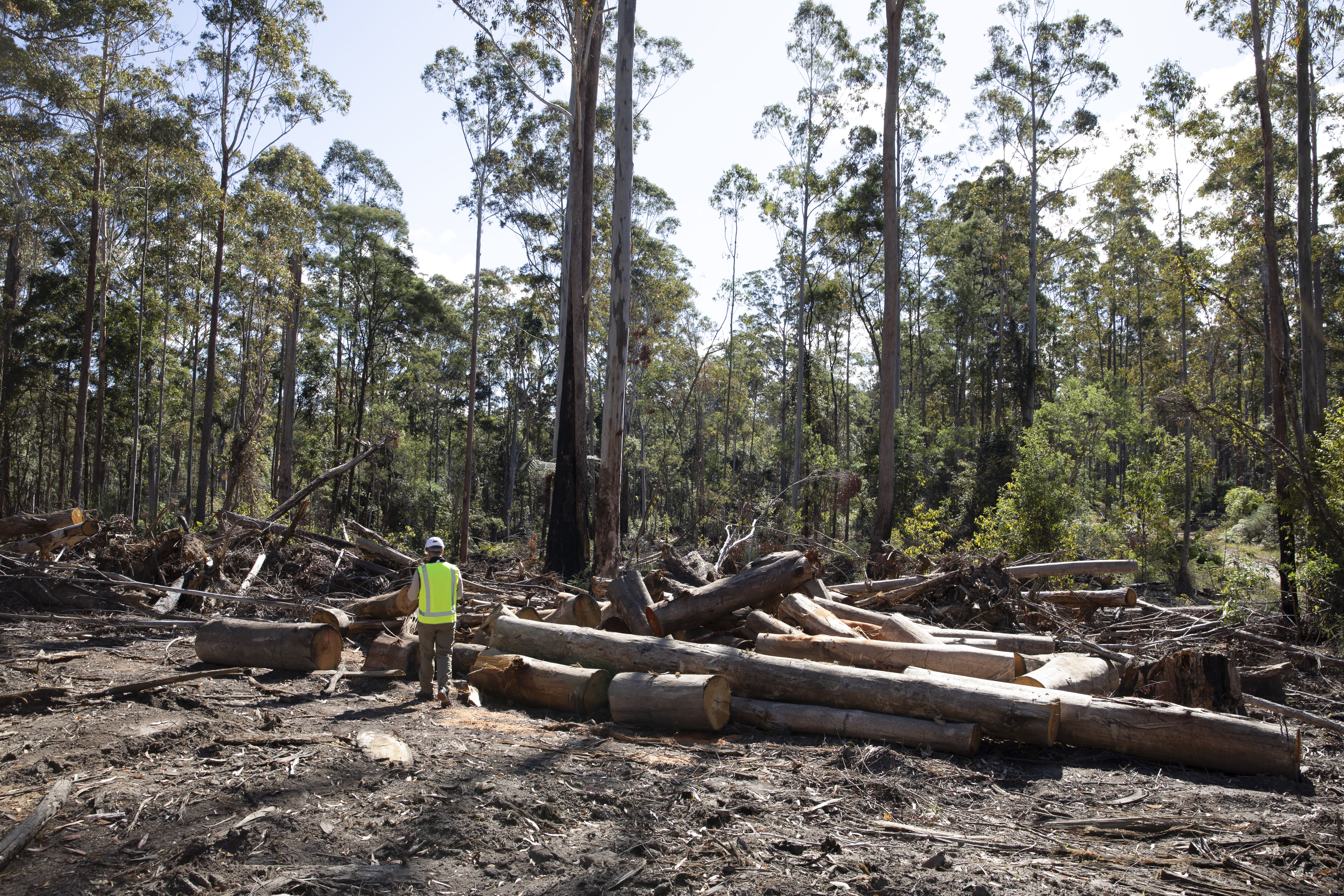 WWF-Australia's CEO Dermot O'Gorman stands in front of a large pile of logged trees. He is wearing a yellow hi vis vest and hard hat, and beyond that pile of logs are the tall, surviving trees.