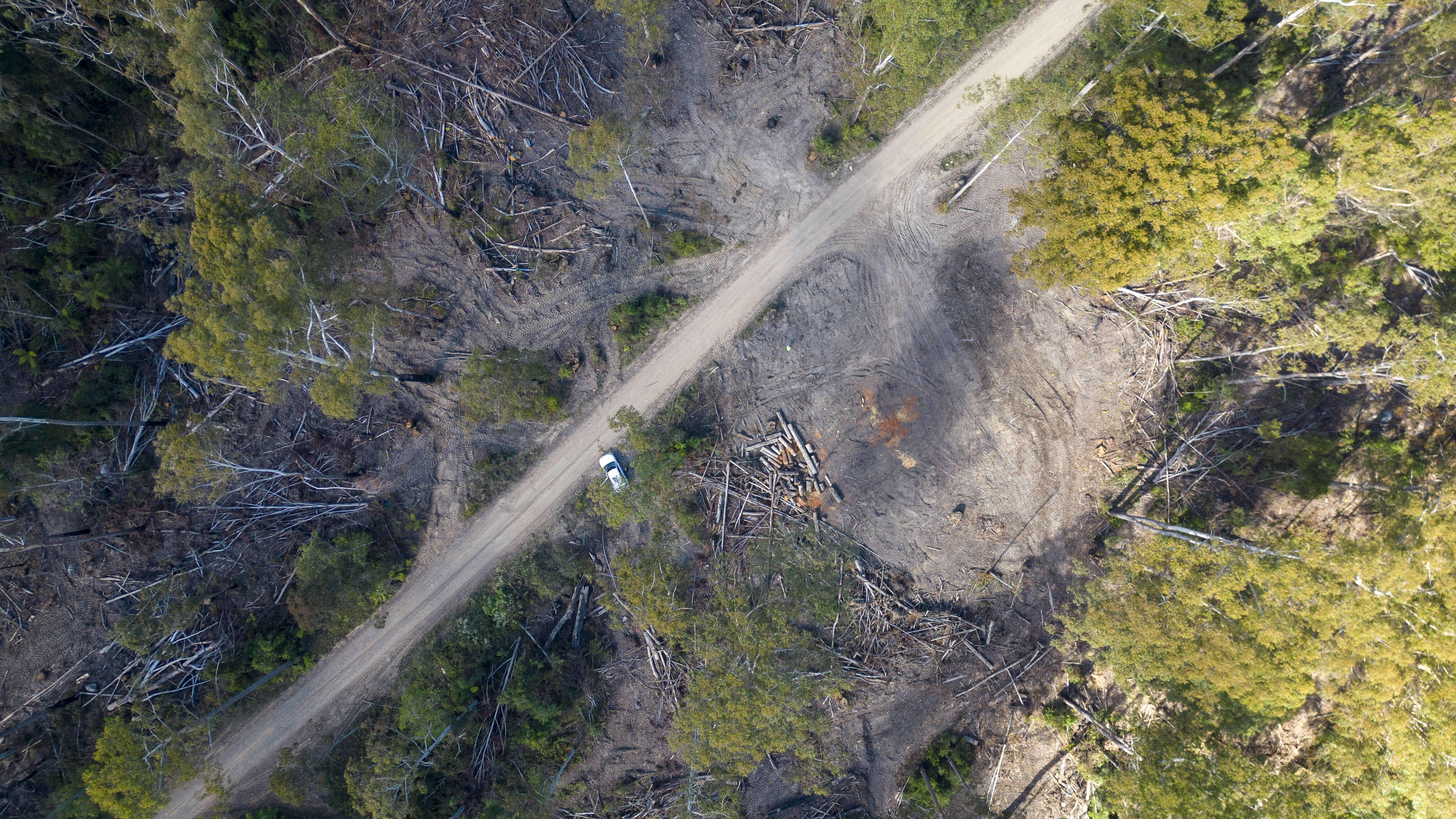 Seen from above, logging operations have cleared sections of a once-green forest. Between the remaining trees, large areas of land have been cleared leaving nothing but grey dirt, piles of logs and scattered felled trees. A road runs diagonally across the shot.