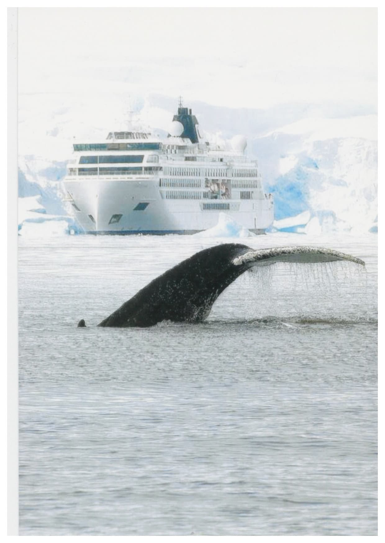 jackie_whale