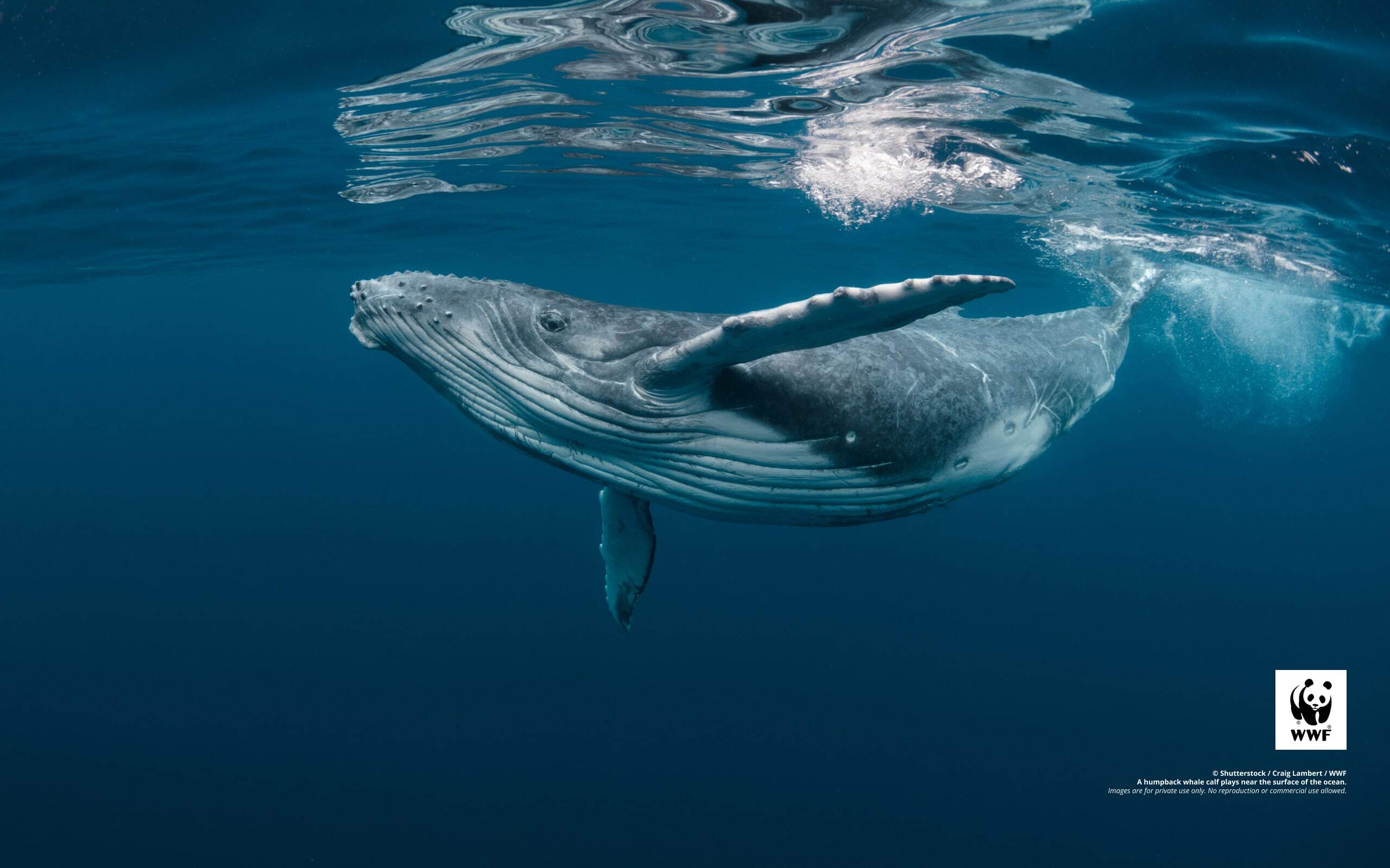 Humpback whale