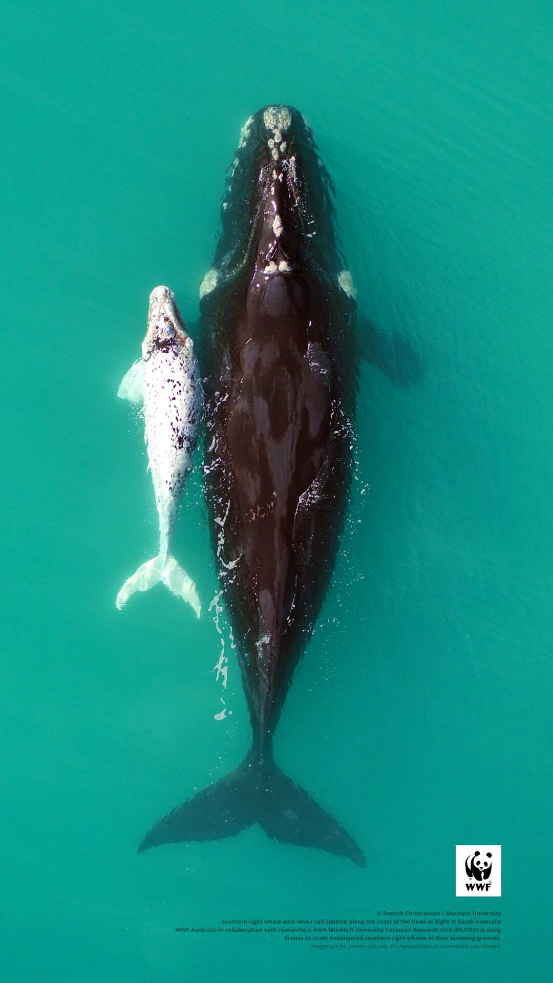 Mobile (1080x1920)