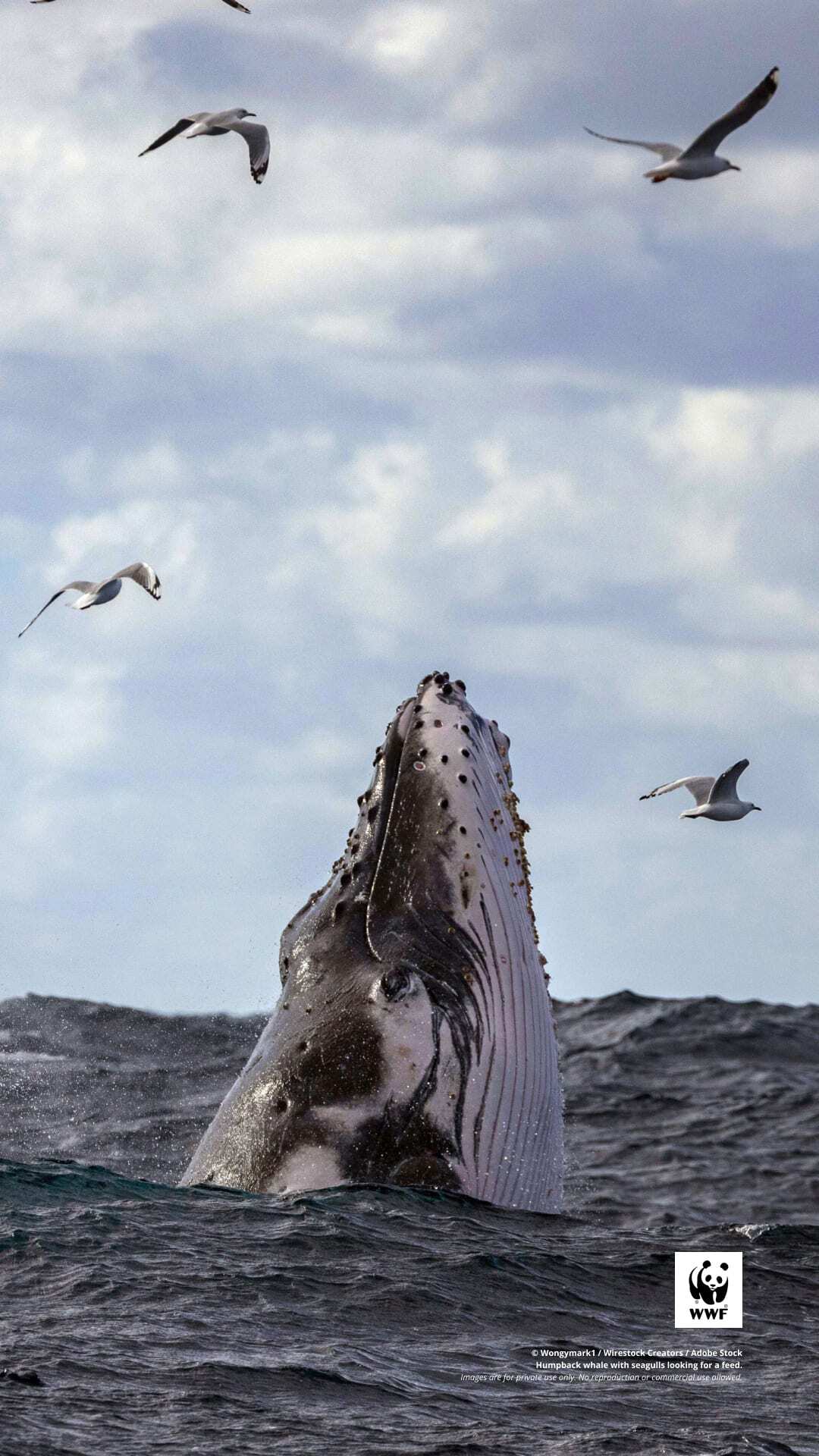 Mobile (1080x1920)