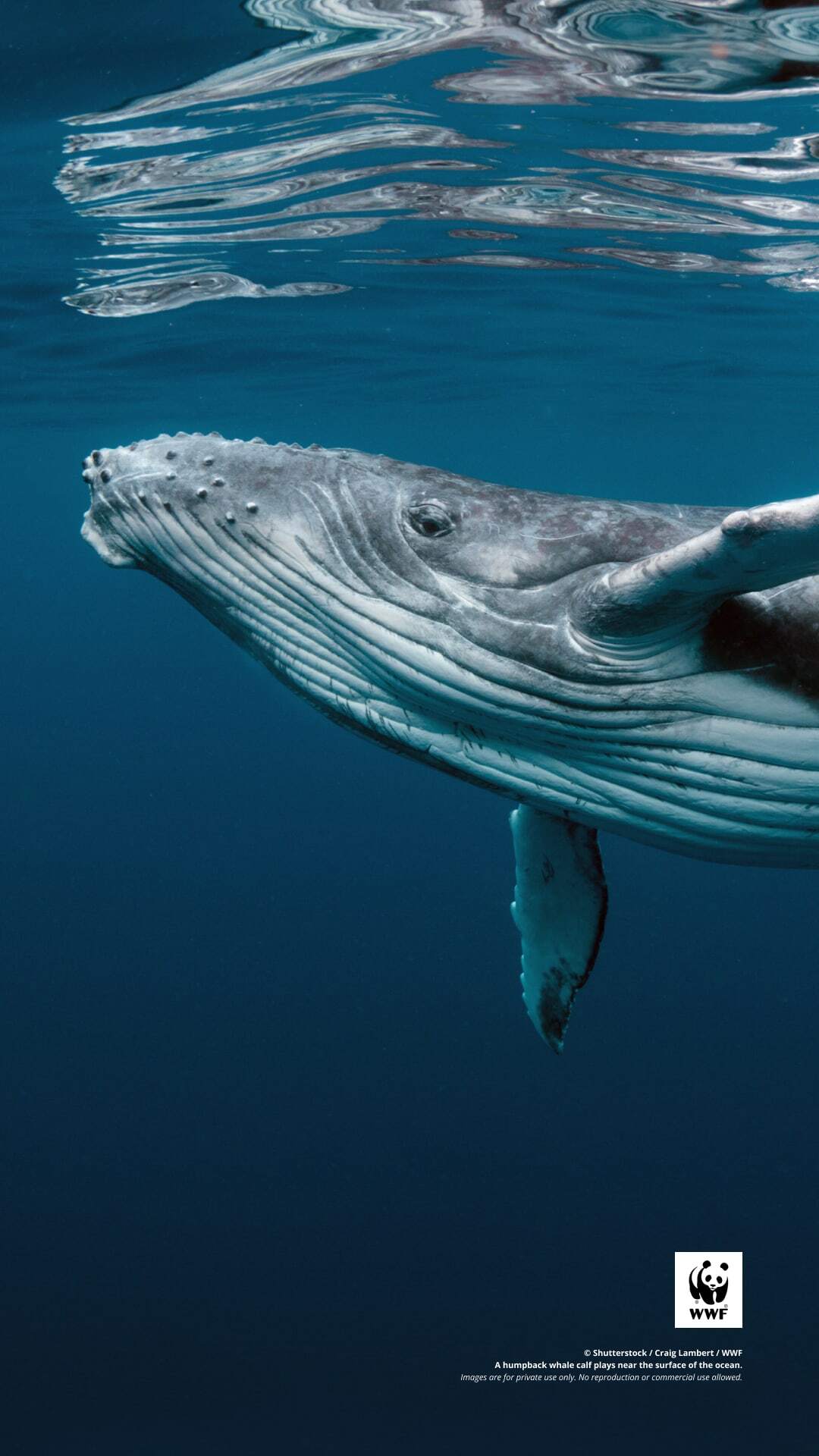 Humpback whale