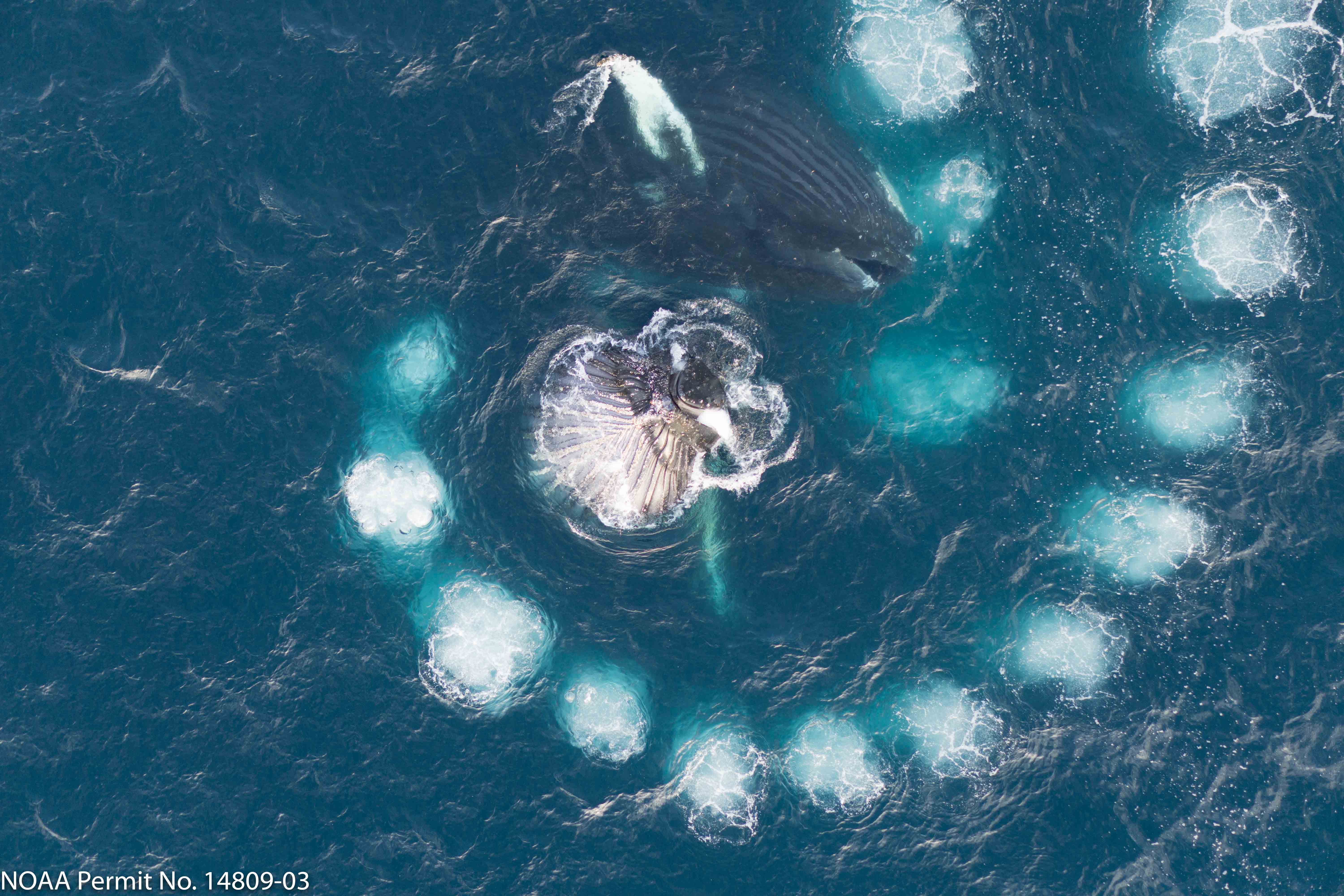 A view from a drone capturing imagery of humpback whales circling their prey (Antarctic krill) in a behaviour called ‘bubble net feeding’, Antarctic Peninsula