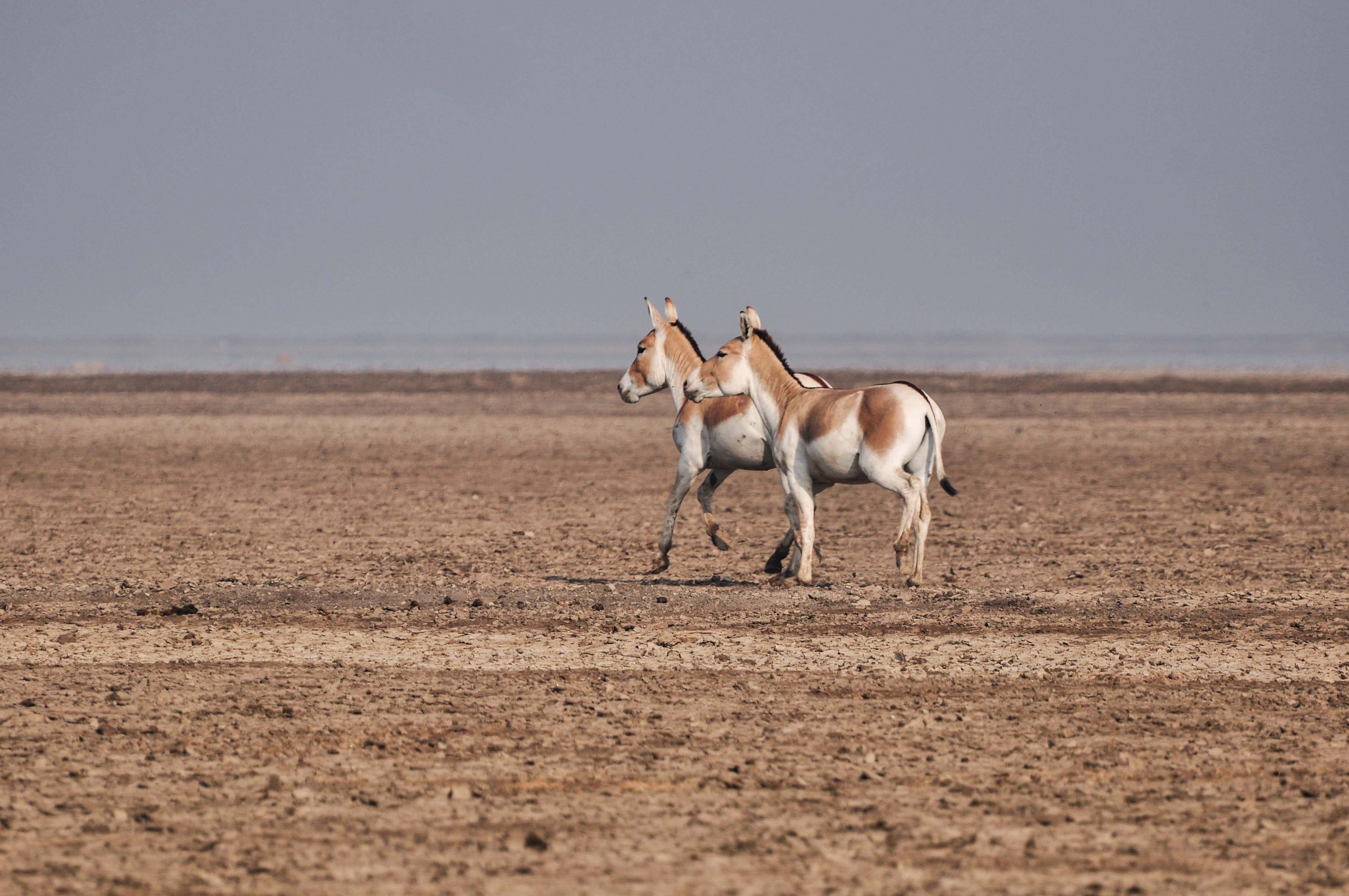 (Ghor khar) Wild Ass of Little Rann of Kutch