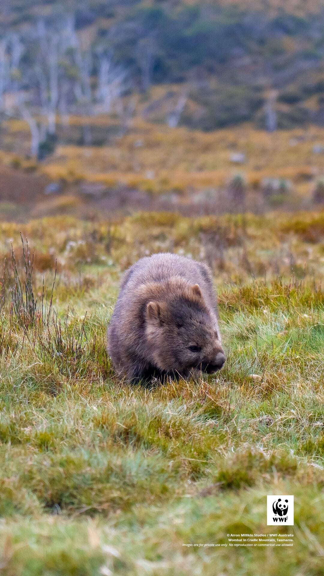 Wombat