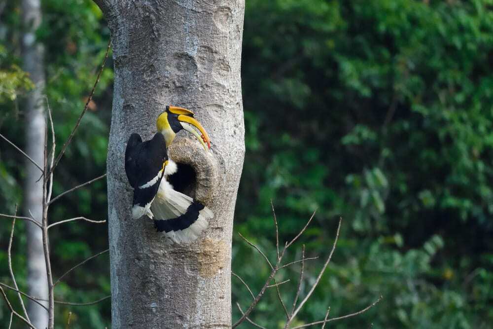 img_hornbill_nest