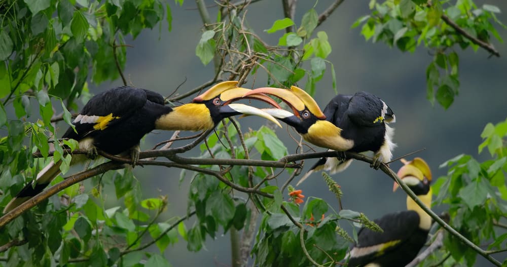 img_hornbills_battling