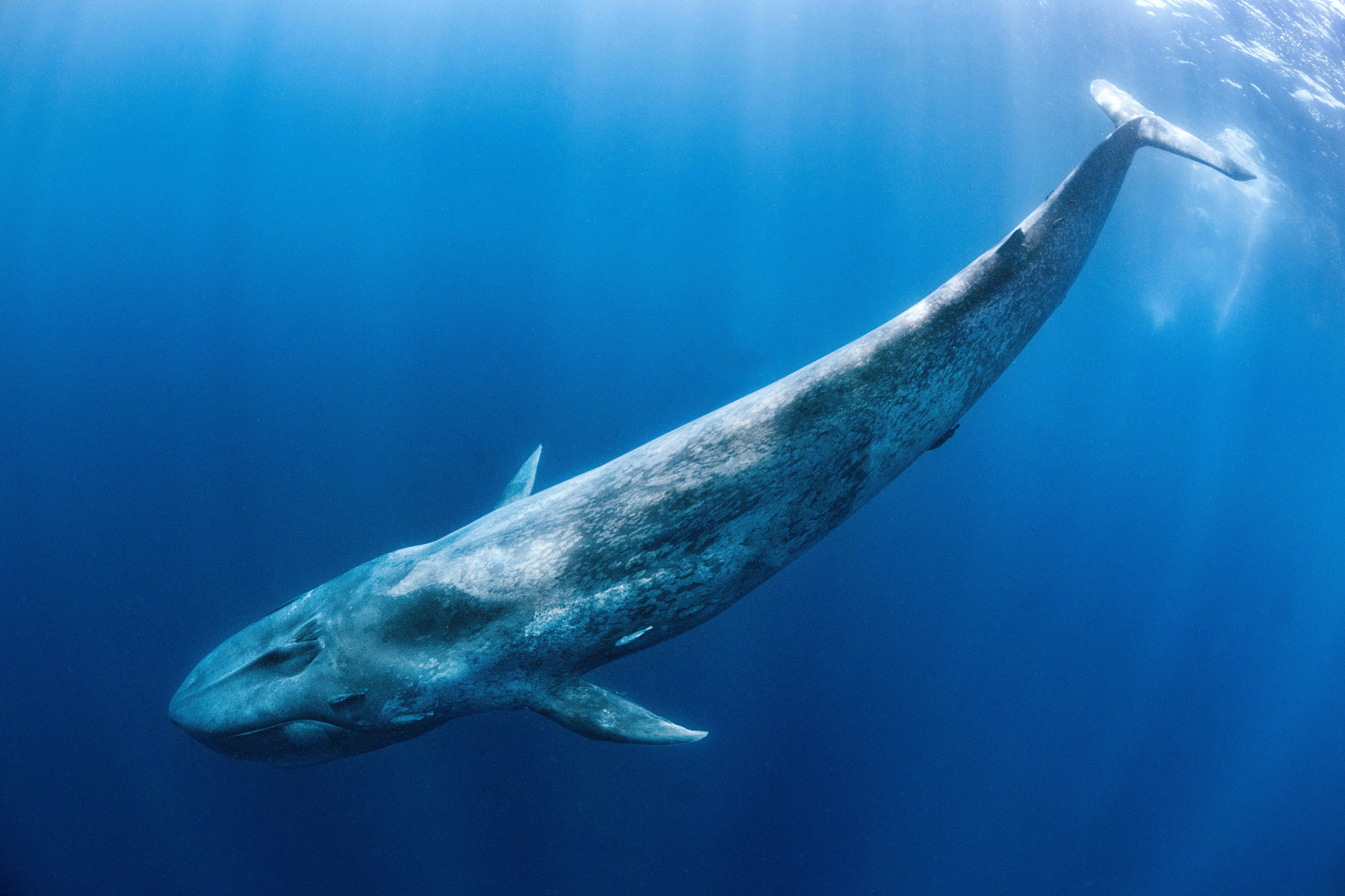 Blue whale (Balaenoptera musculus) swims beneath the surface of the ocean. &nbsp;Indian Ocean, off Sri Lanka.
