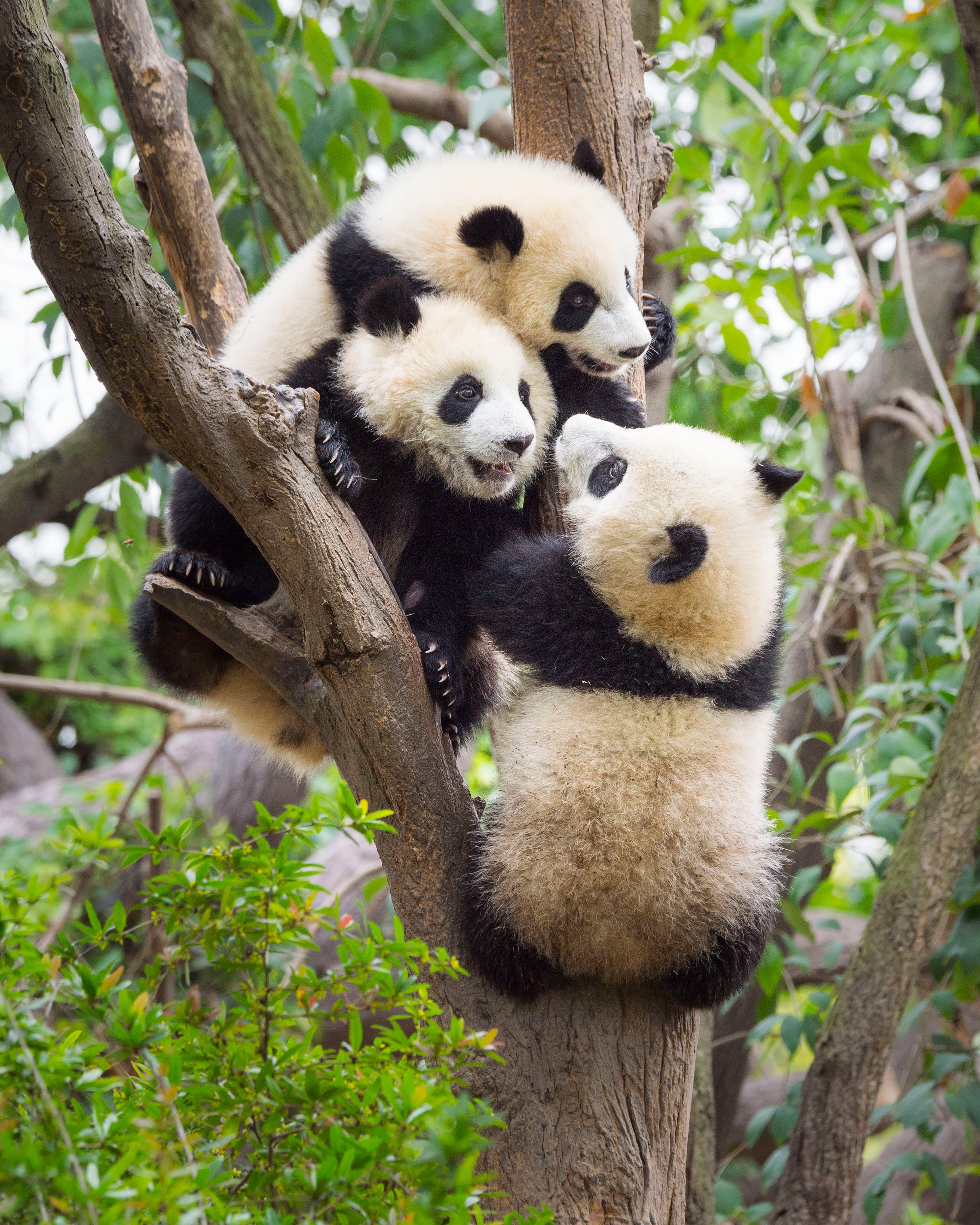 Giant Panda ( Ailuropoda melanoleuca ) cubs play in a tree. Chengdu Panda Base, Sichuan. China