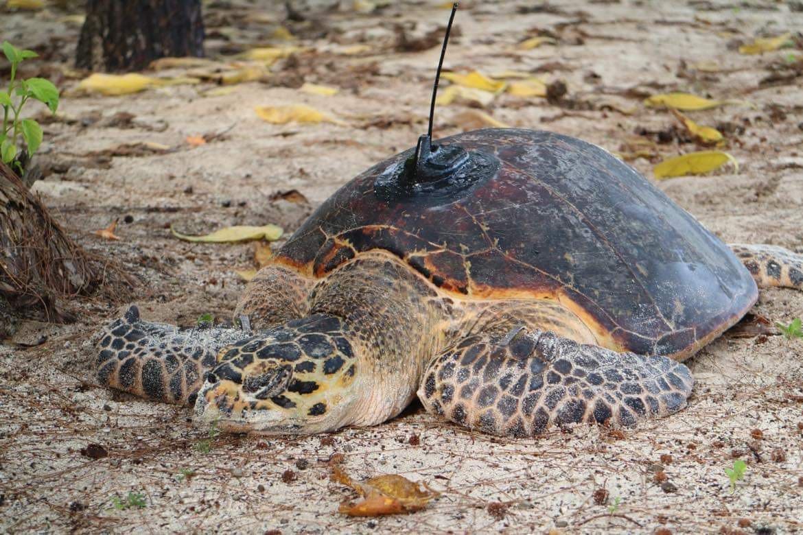 img-satellite-tagged-hawksbill-turtle
