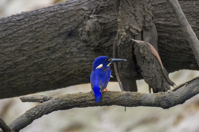 Azure kingfisher