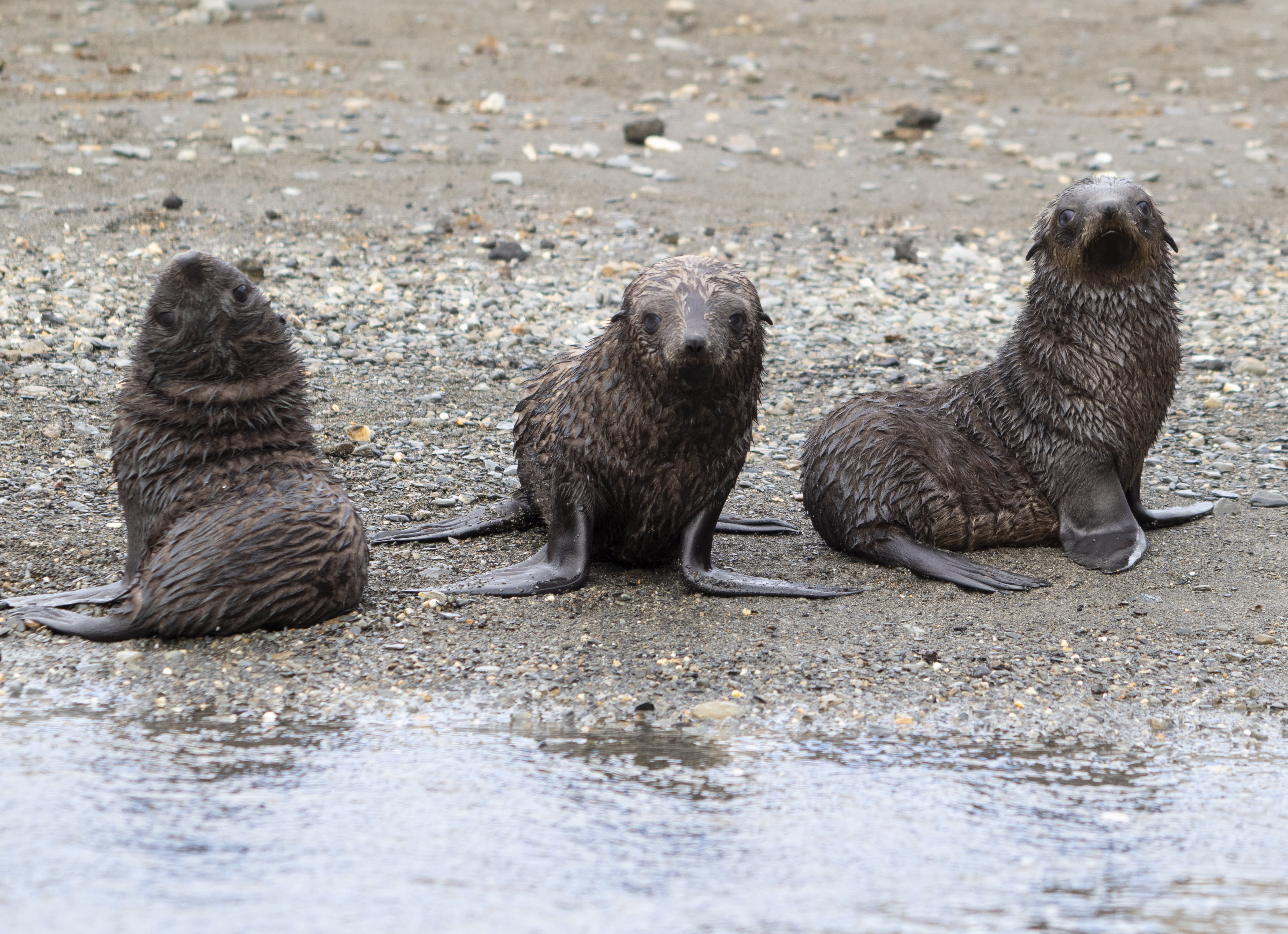 Three Baby Fur Seals in South Georgia