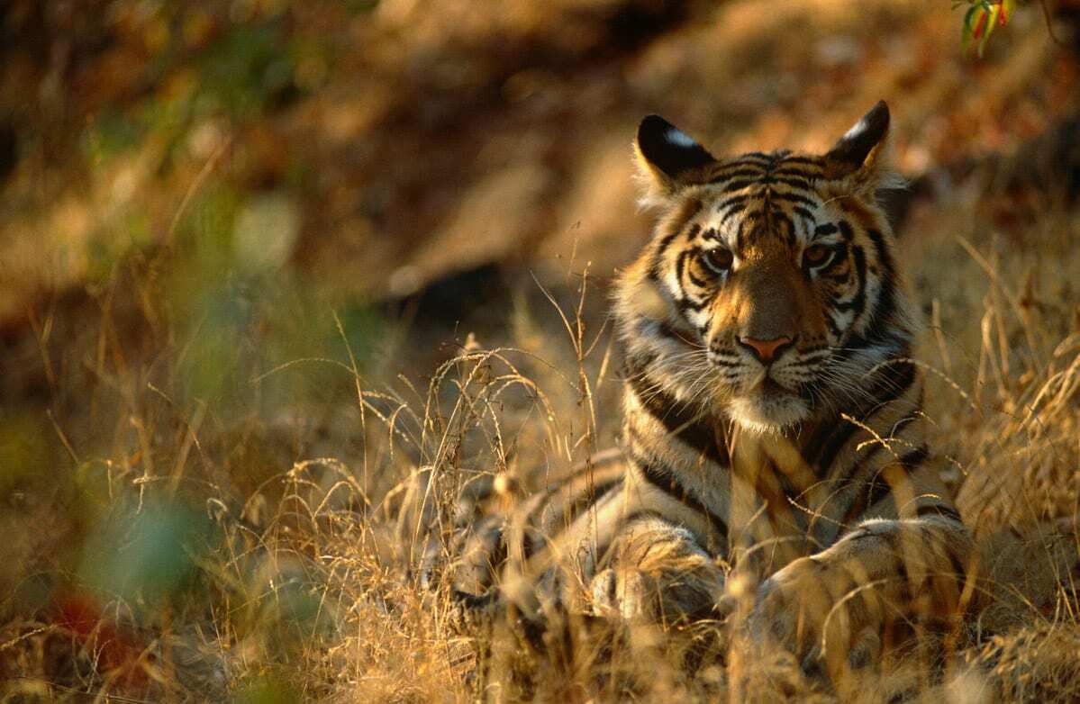 Bengal tiger resting (Panthera tigris tigris) Bandhavgarh National Park, India (homepage 1400x800)