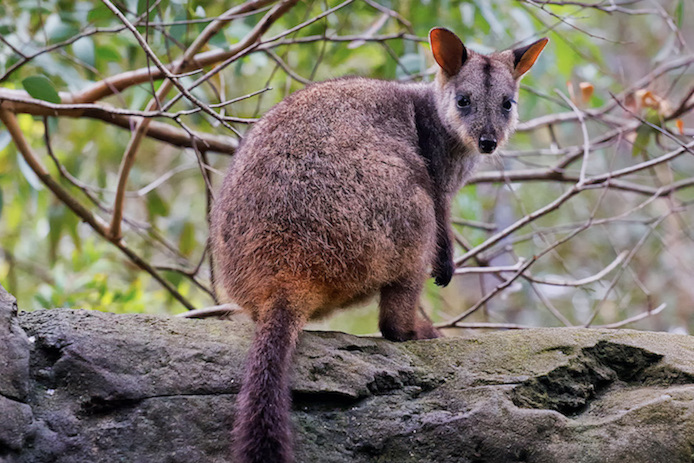 Brush-tailed rock wallaby looks over its shoulder