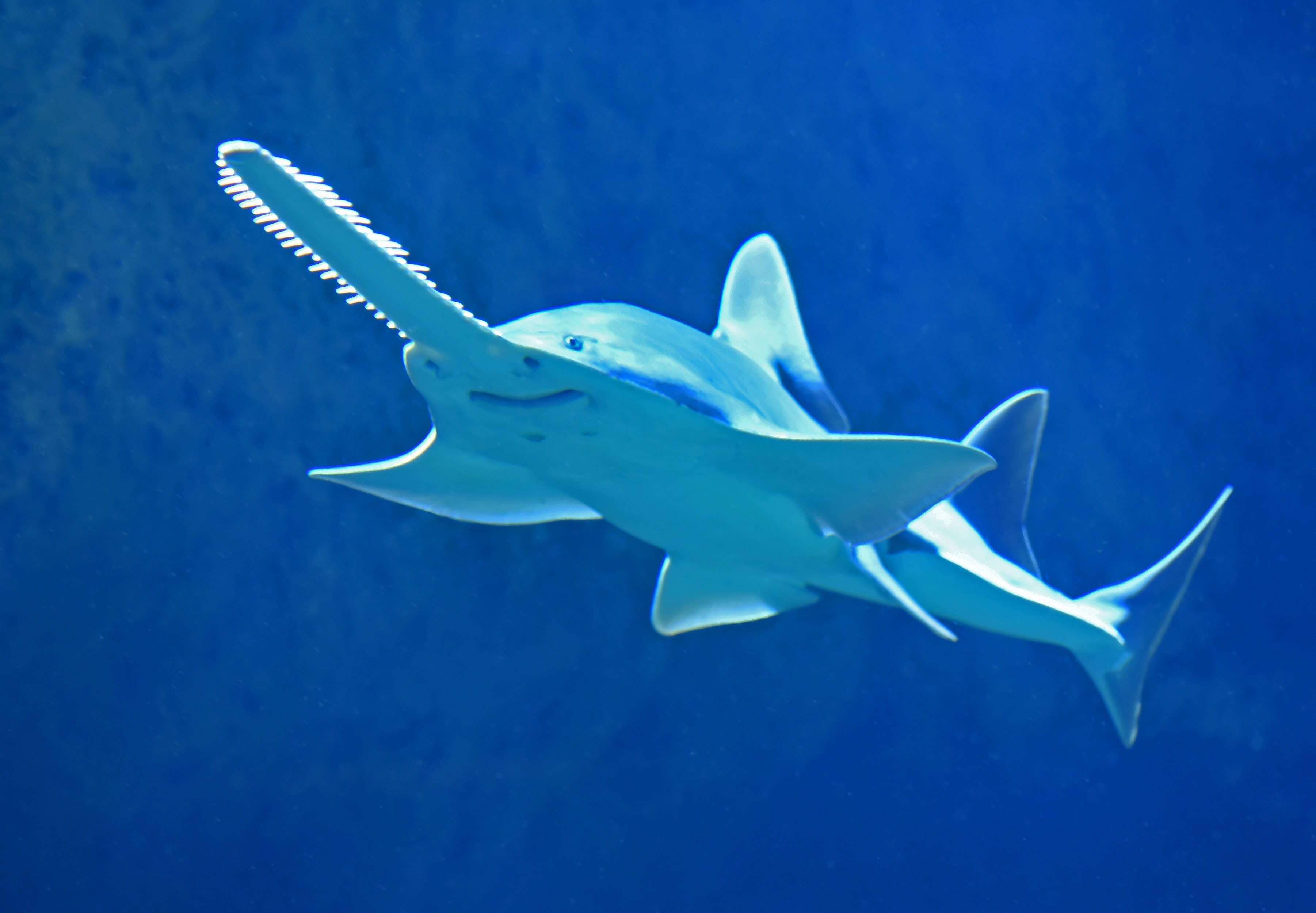 Sawfish in Cairns aquarium