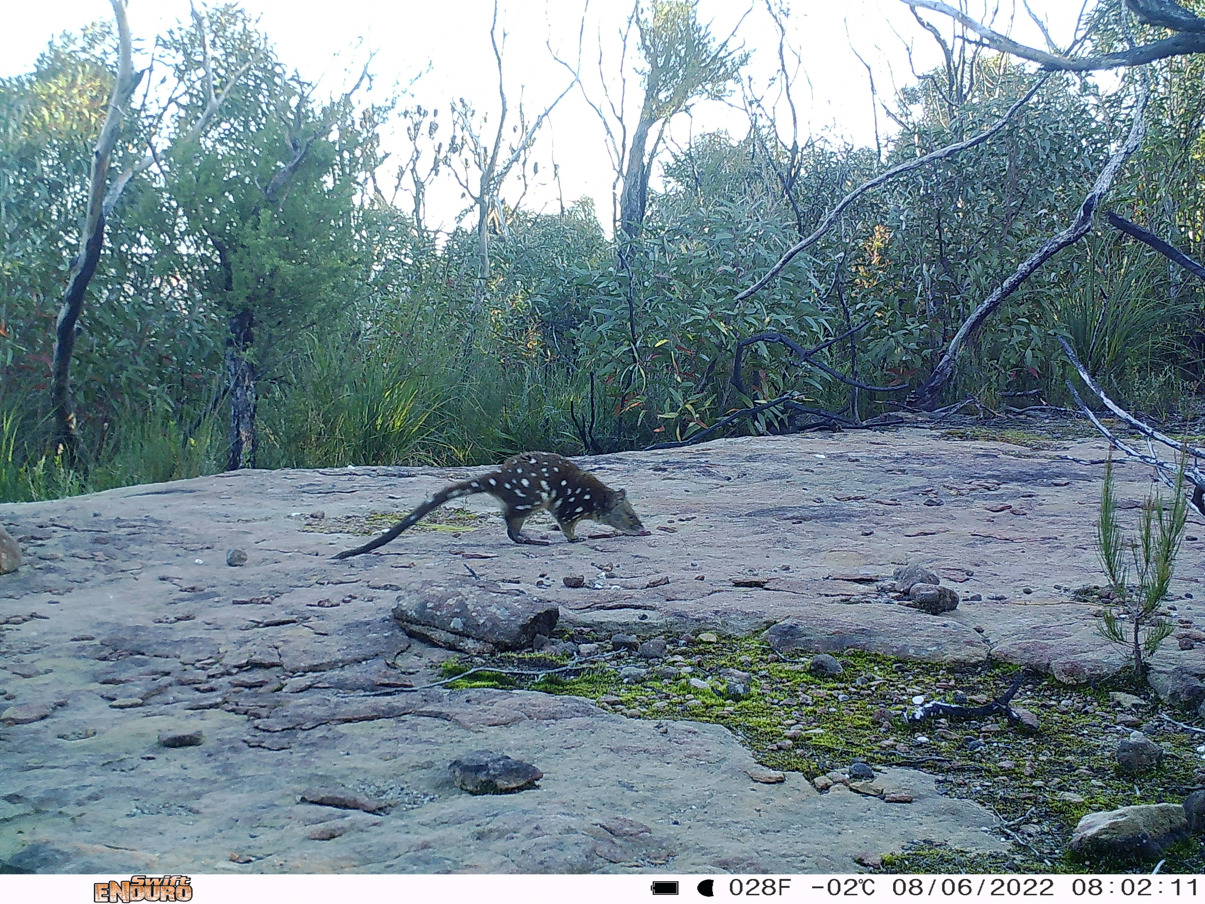 Quoll Spotting Talaterang
