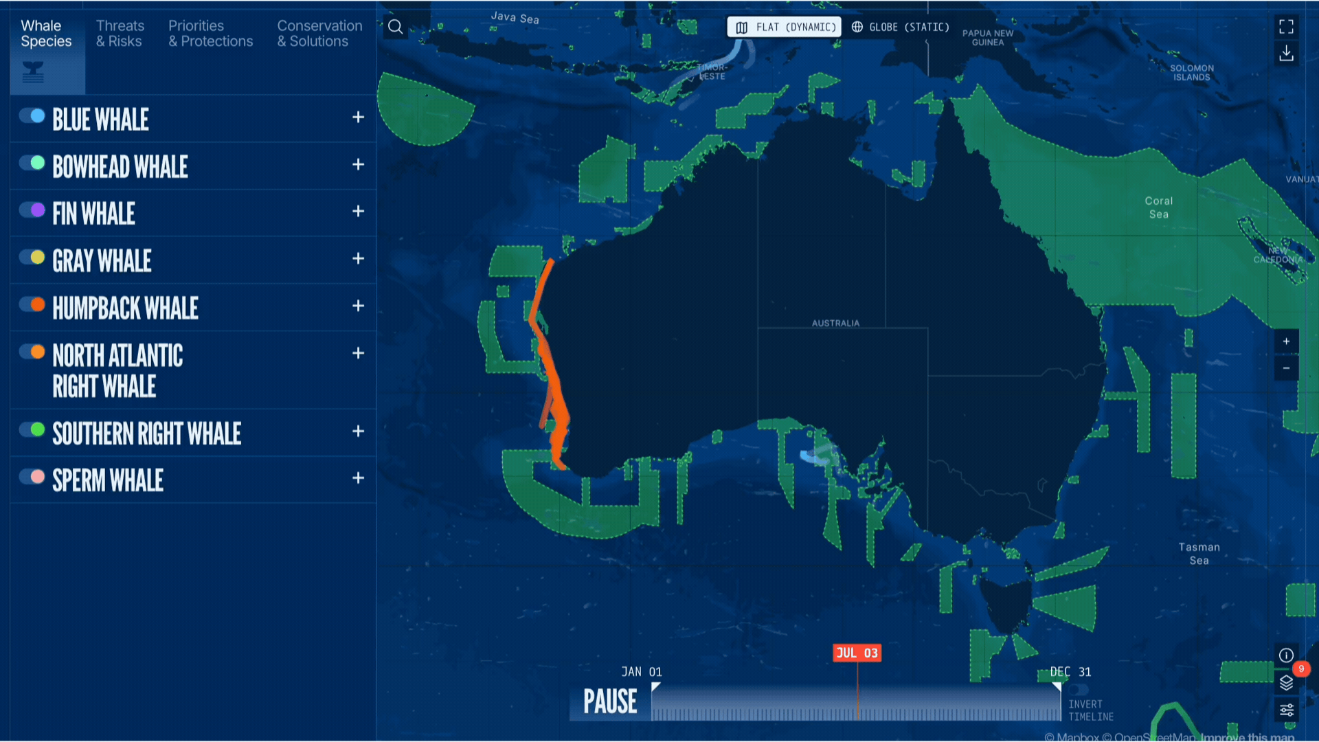 A video of a map of Australia and surrounding ocean with moving coloured lines representing sattelite data of whale migration routes around Australia and surrounding oceans. The map is from the bluecorridors.org project.