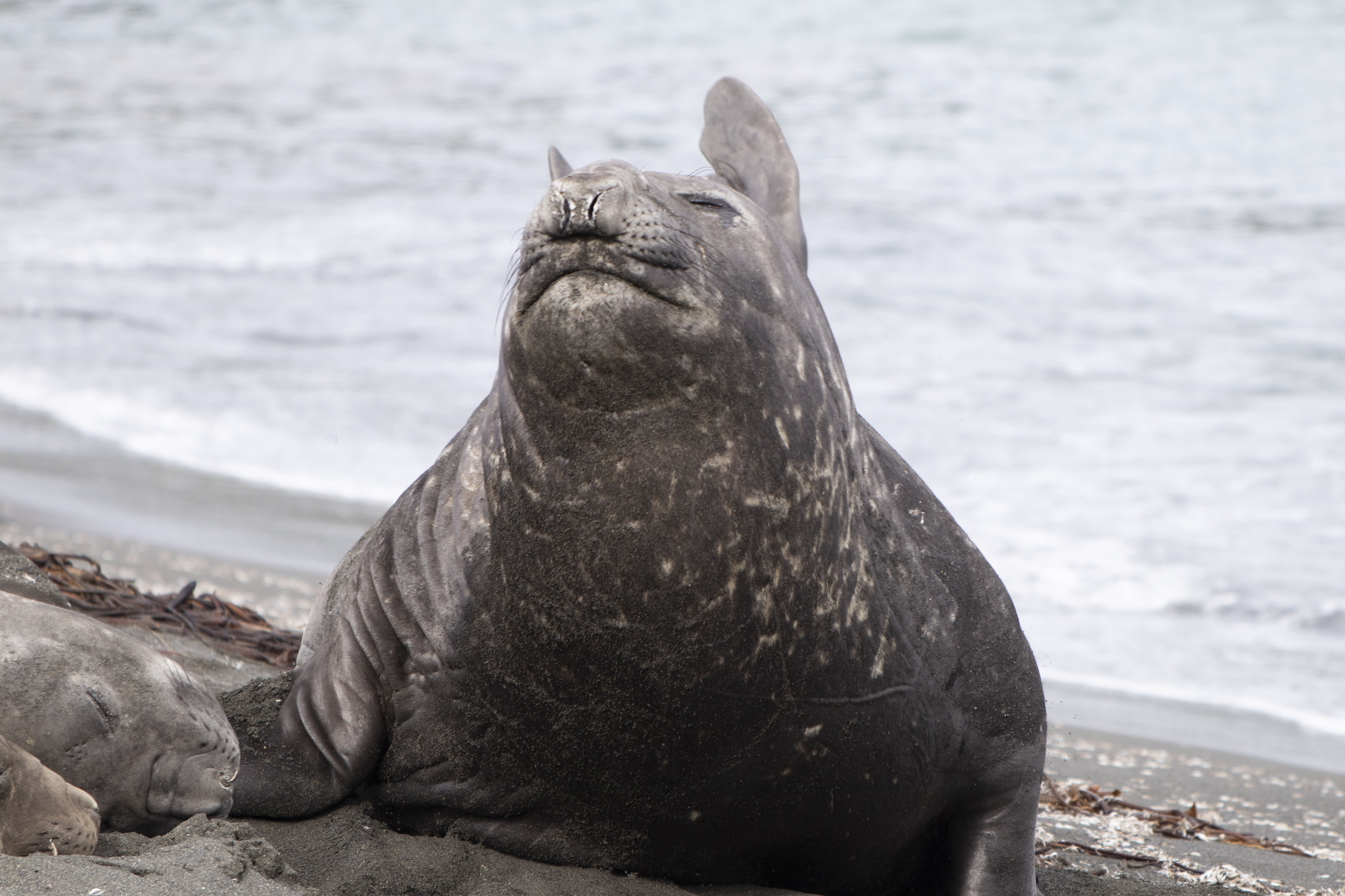 Elephant Seal in Fortuna Bay, South Georgia