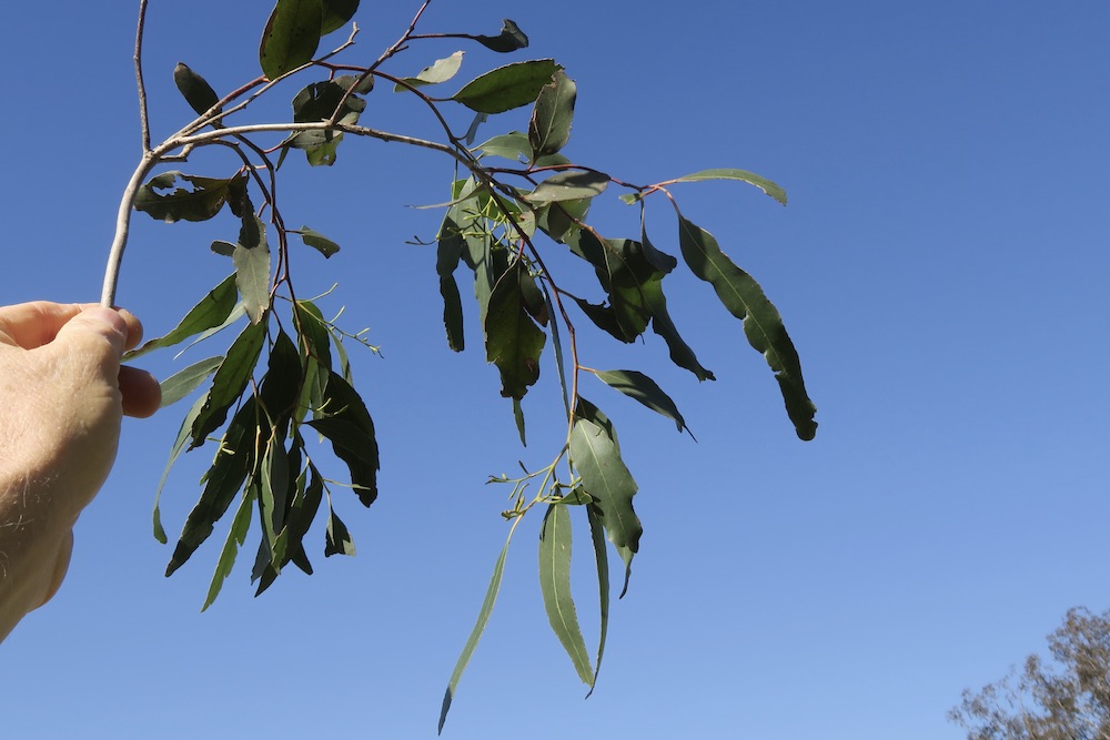 The leaves of a grey box tree (eucalyptus moluccana)