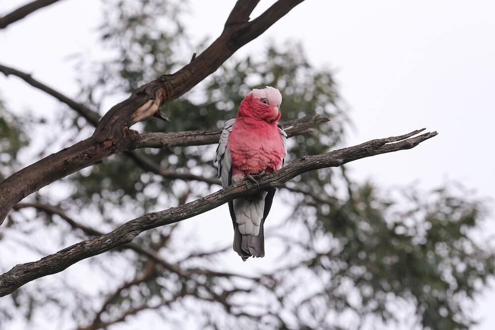Galah